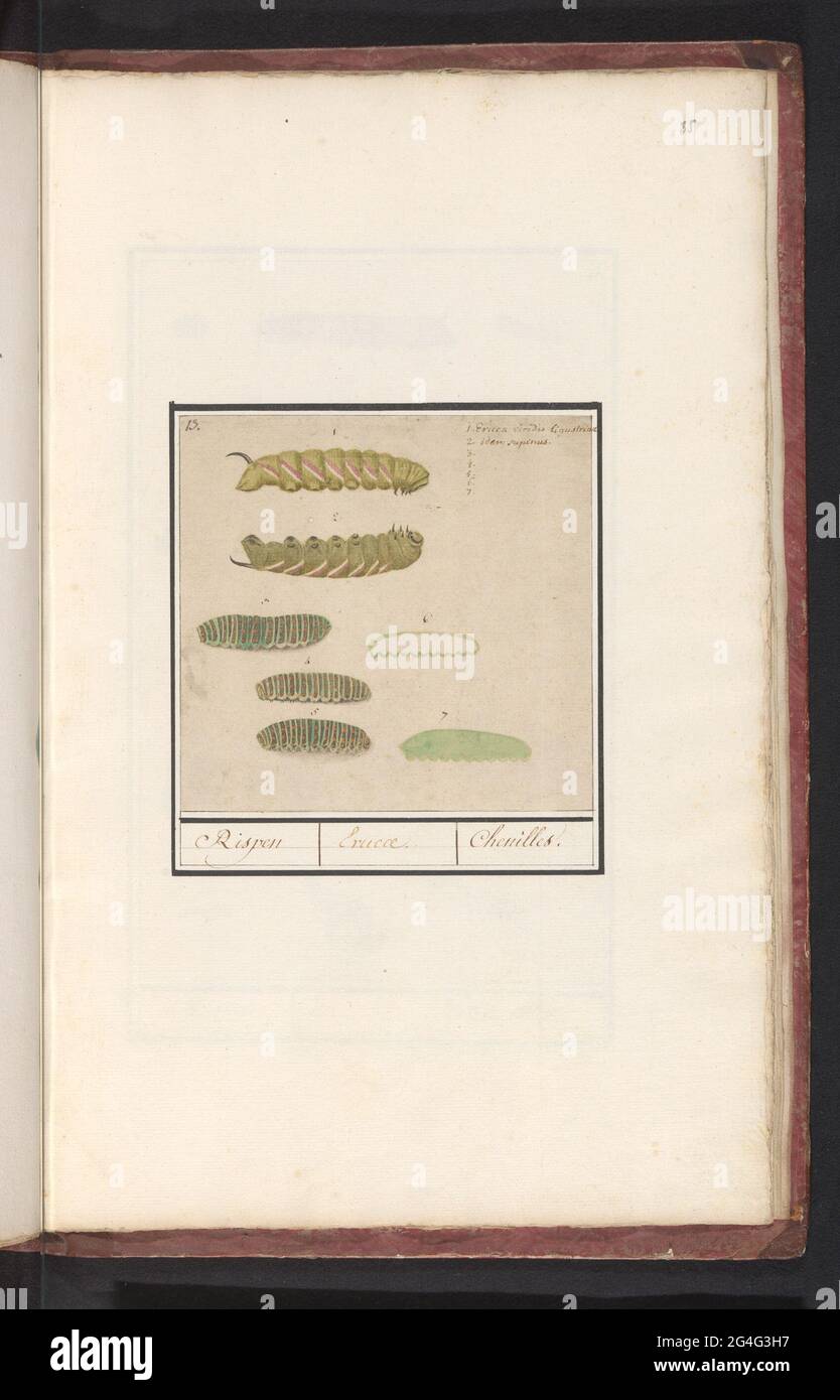 Caterpillars; Rispen / Erucae. / Chenilles. Sheet with different caterpillars, numbered 1-7. At the top right two names in Latin. Numbered at the top left: 13. Part of the sixth album with drawings of fish, shells and insects. Sixth of twelve albums with drawings of animals, birds and plants known around 1600, commissioned by Emperor Rudolf II. With explanation in Dutch, Latin and French. Stock Photo