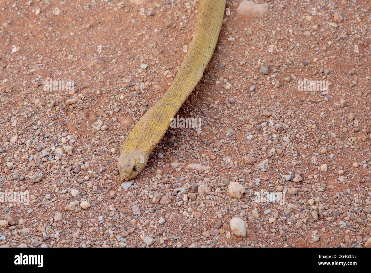 Cape Cobra close to VanRhynsdorp in the Western Cape of South Africa ...