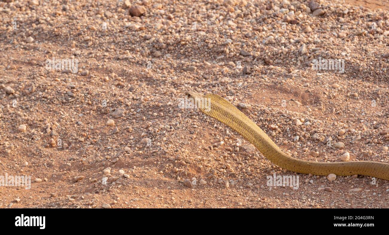 Dangerous Animal: Head of a Cape Cobra (Naja nivea) on a road near VanRhynsdorp in the Western Cape of South Africa Stock Photo