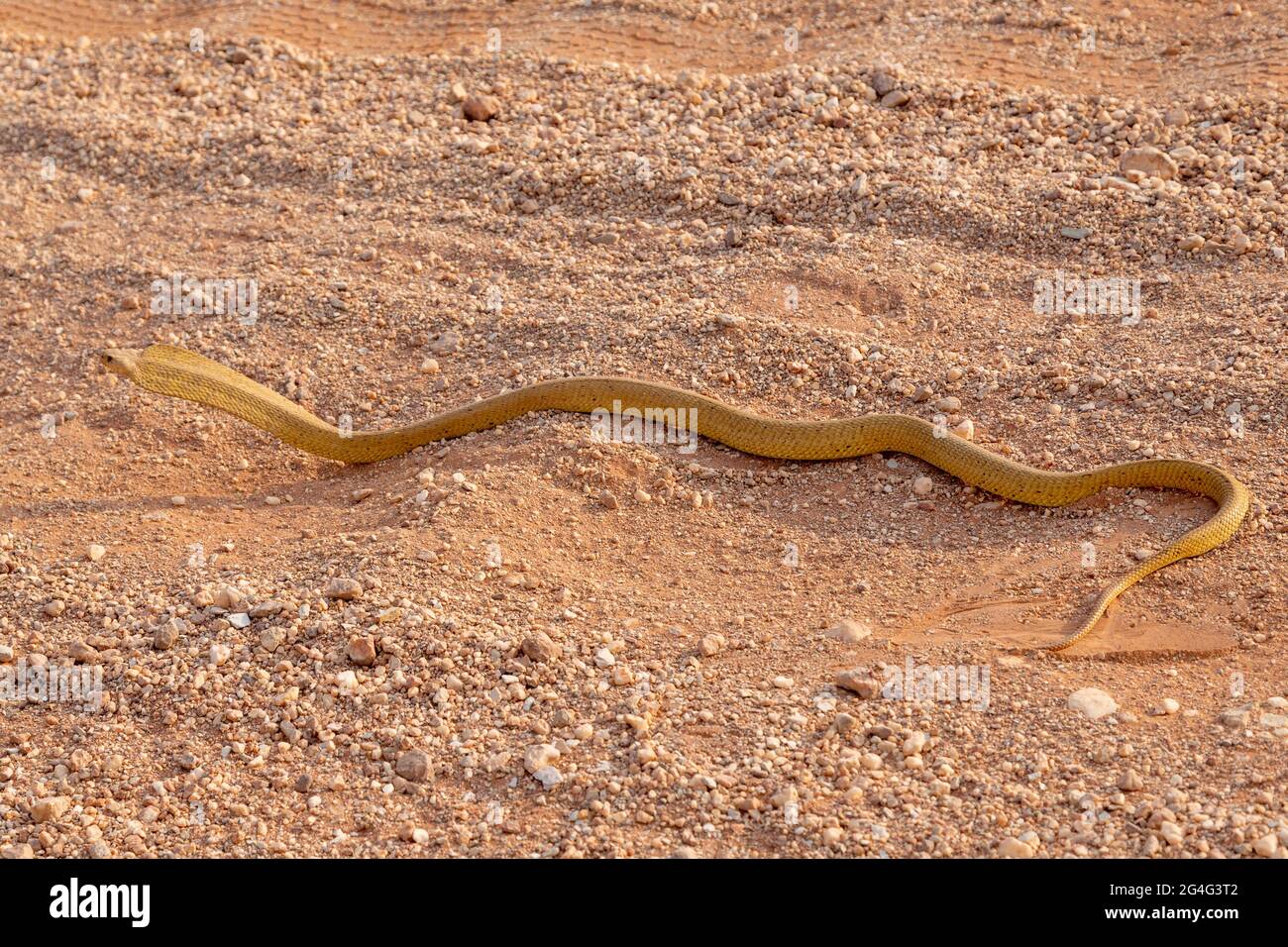 Cape Cobra (Naja nivea) seen on the road to Gifberg near VanRhynsdorp in the Western Cape of South Africa Stock Photo