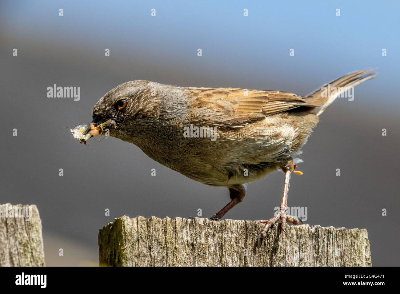 Close up of a dunnock (Prunella modularis) taking a beak full of food to a nest in a garden, UK wildlife Stock Photo