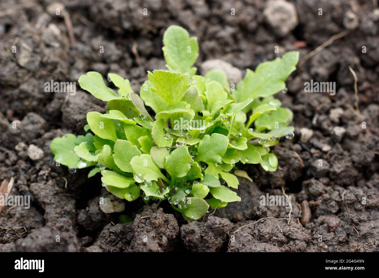 Seedling flower hires stock photography and images Alamy