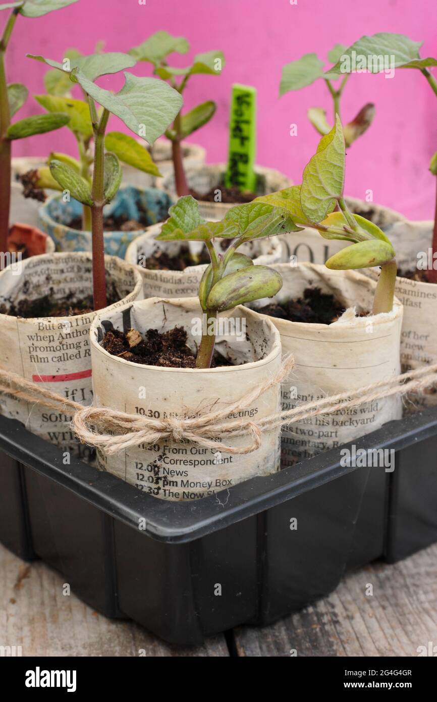 Climbing French bean seedlings Phaseolus vulgaris 'Violet podded