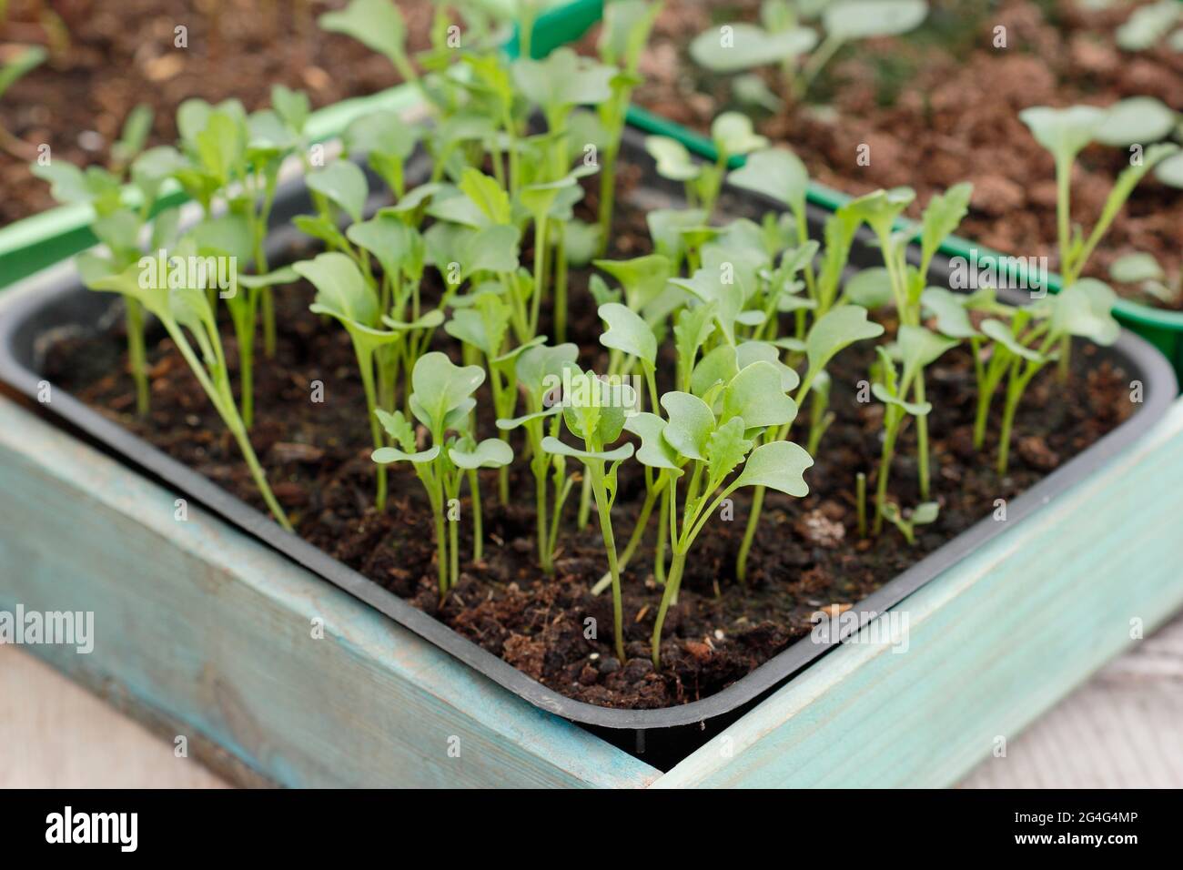 Kale seedlings in a tray. Cavolo nero (also called Nero di Toscana) seedlings grown from seed in a tray. Stock Photo