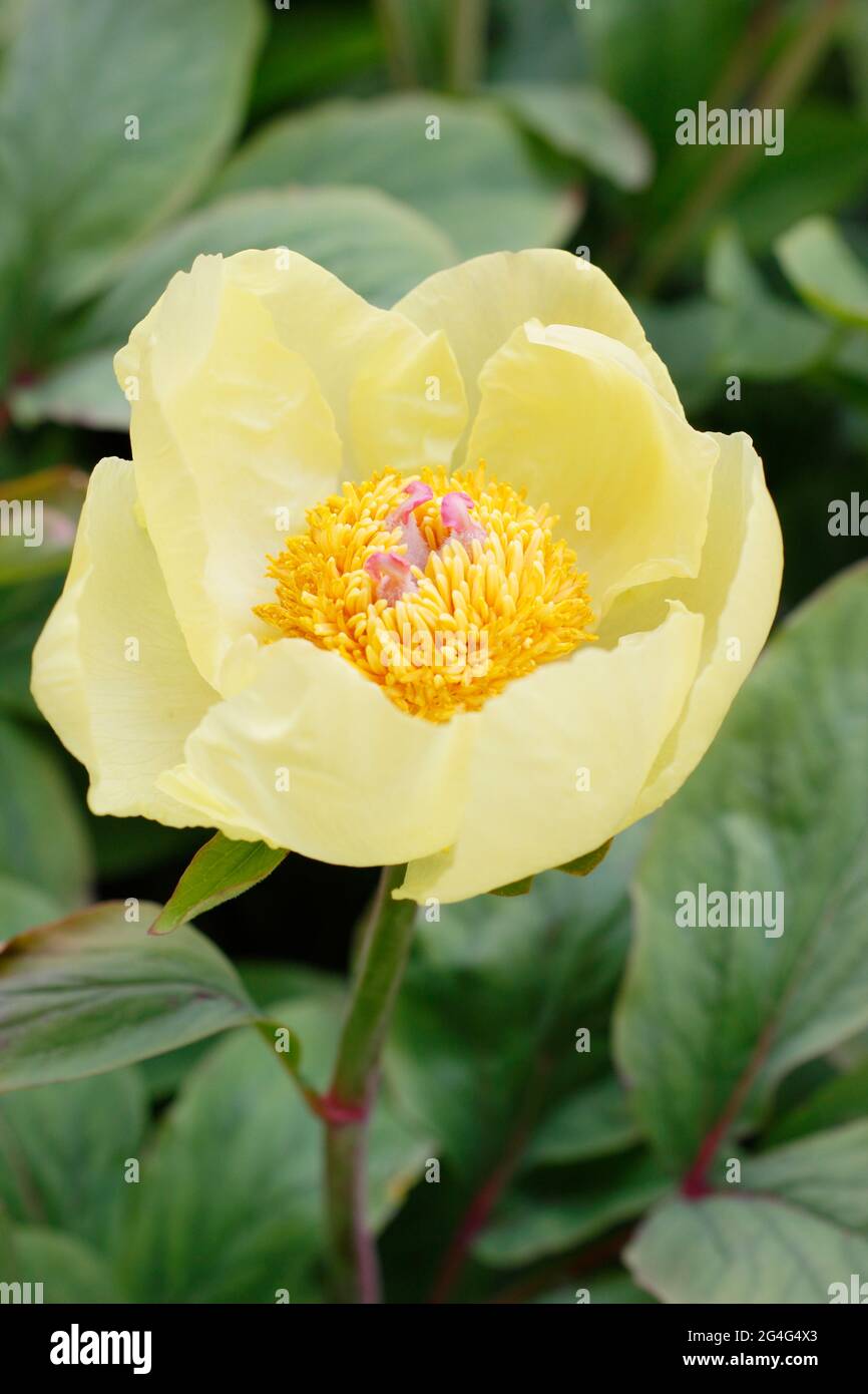 Peony Paeonia daurica subsp. mlokosewitschii, also called Molly the witch peony. Stock Photo