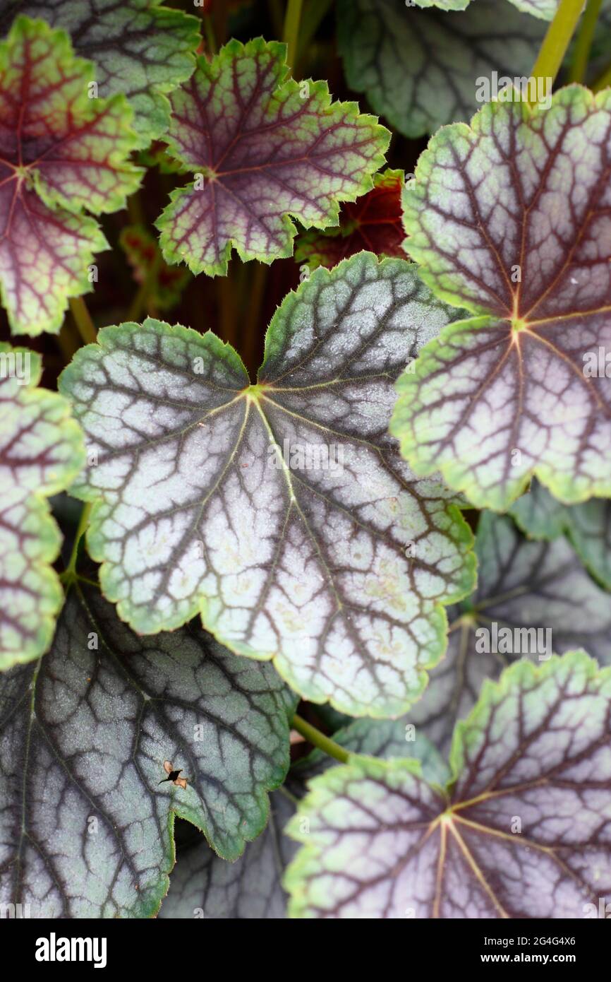 Heuchera 'Green Spice' coral bells displaying characteristic red veined foliage Stock Photo