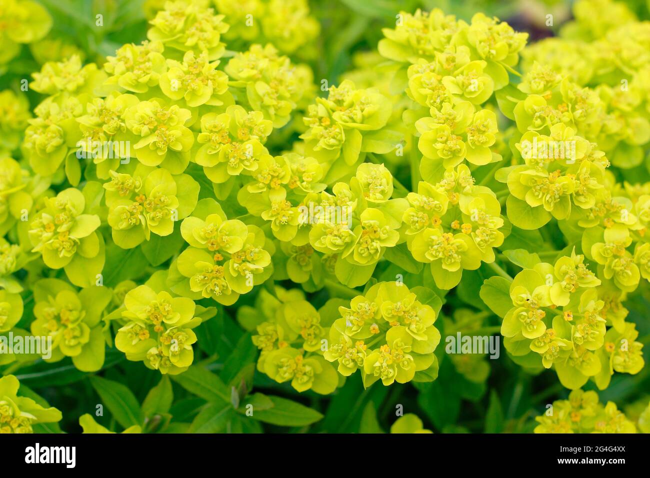 Euphorbia palustris, or Mrsh spurge, displaying characteristic sulphur yellow flowers. Stock Photo