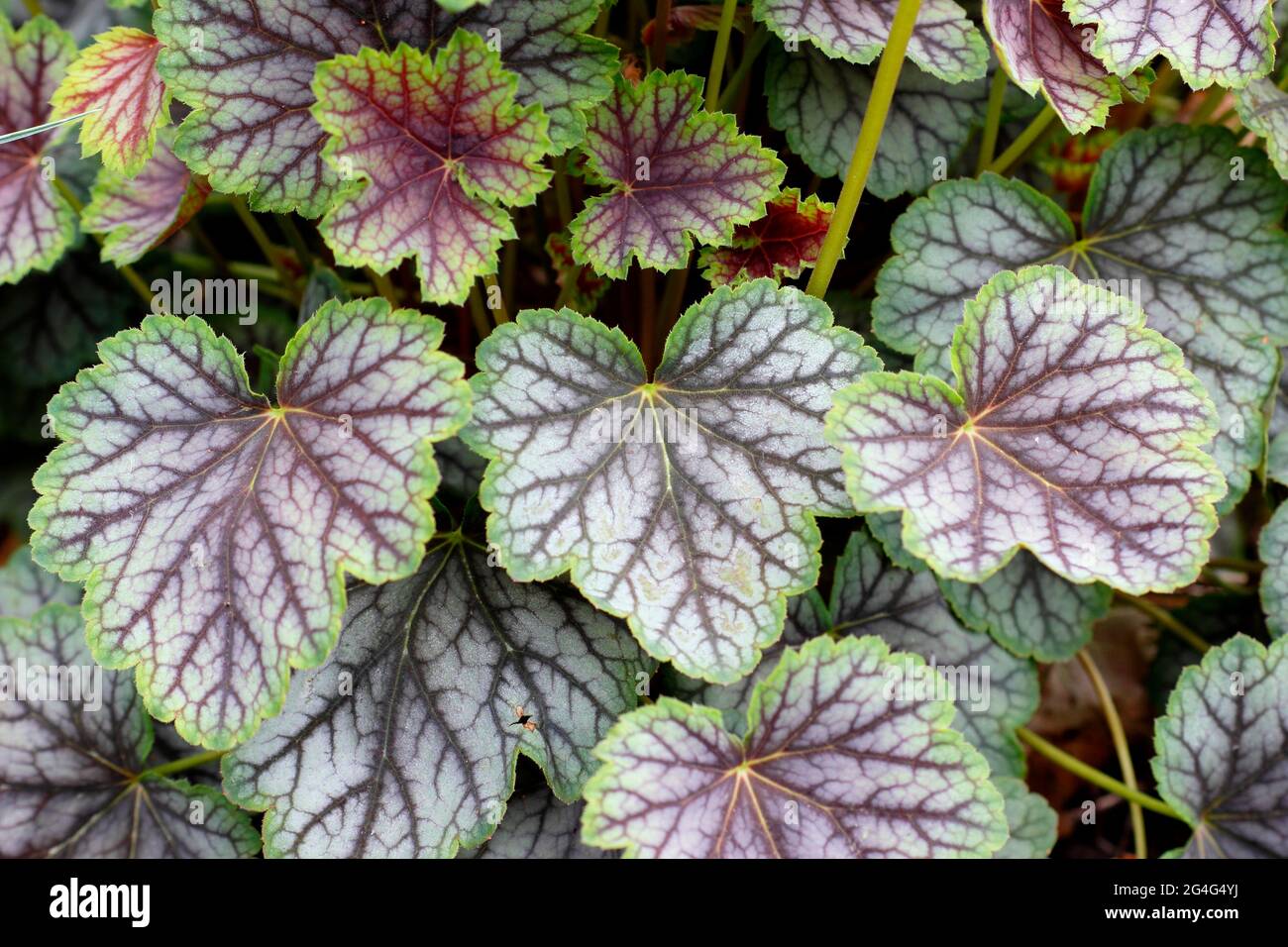 Heuchera 'Green Spice' coral bells displaying characteristic red veined foliage Stock Photo