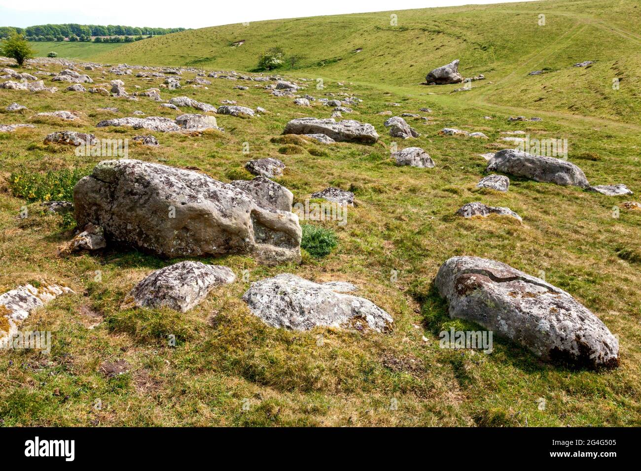 Sarsen stones at Grey Wethers on Fyfield Down in Witshire UK source of the megaliths at the nearby Avebury stone circles Stock Photo