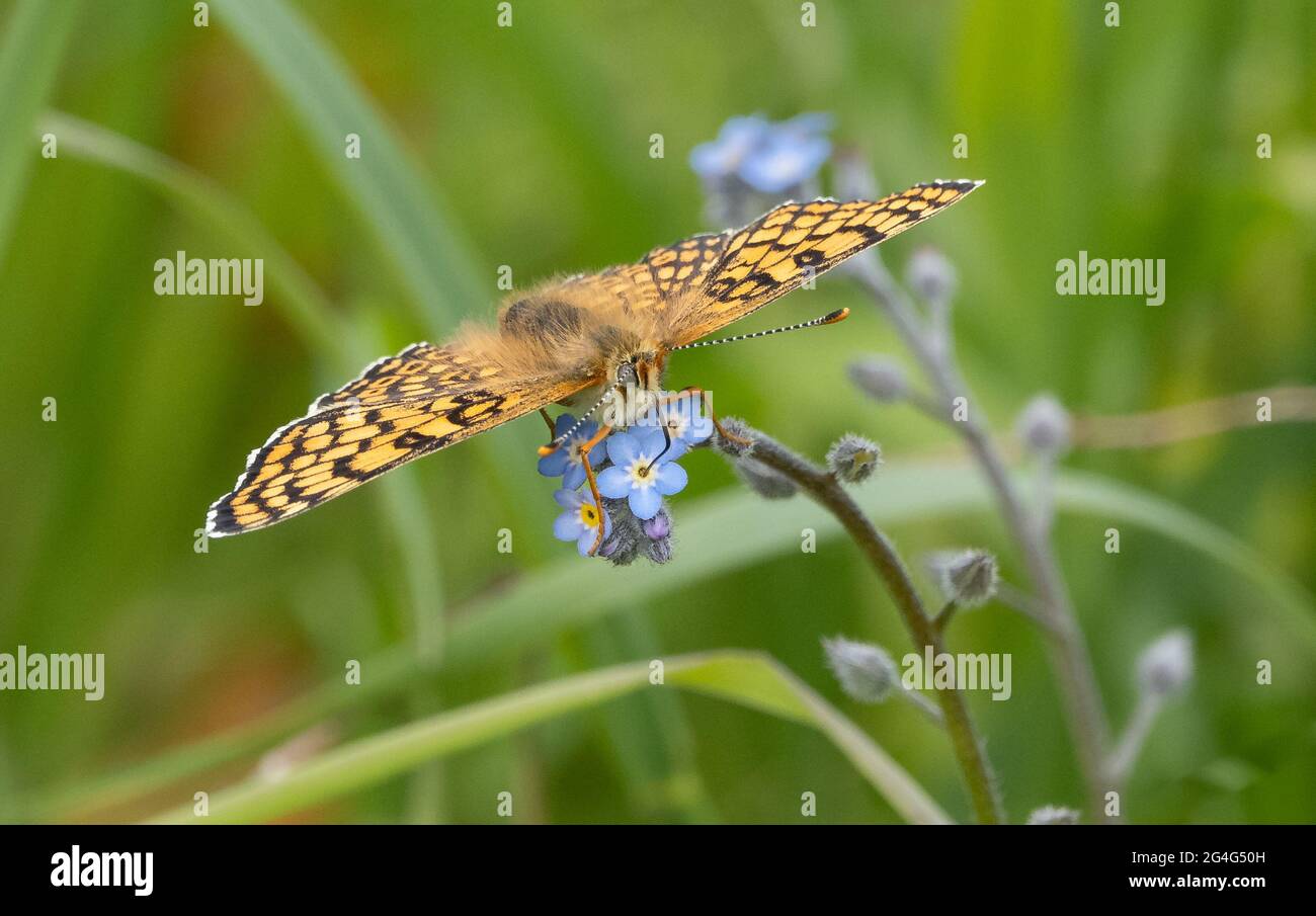 Glanville fritillary Melitia cinxia feeding on forget-me-not flowers on the Isle of Wight UK Stock Photo