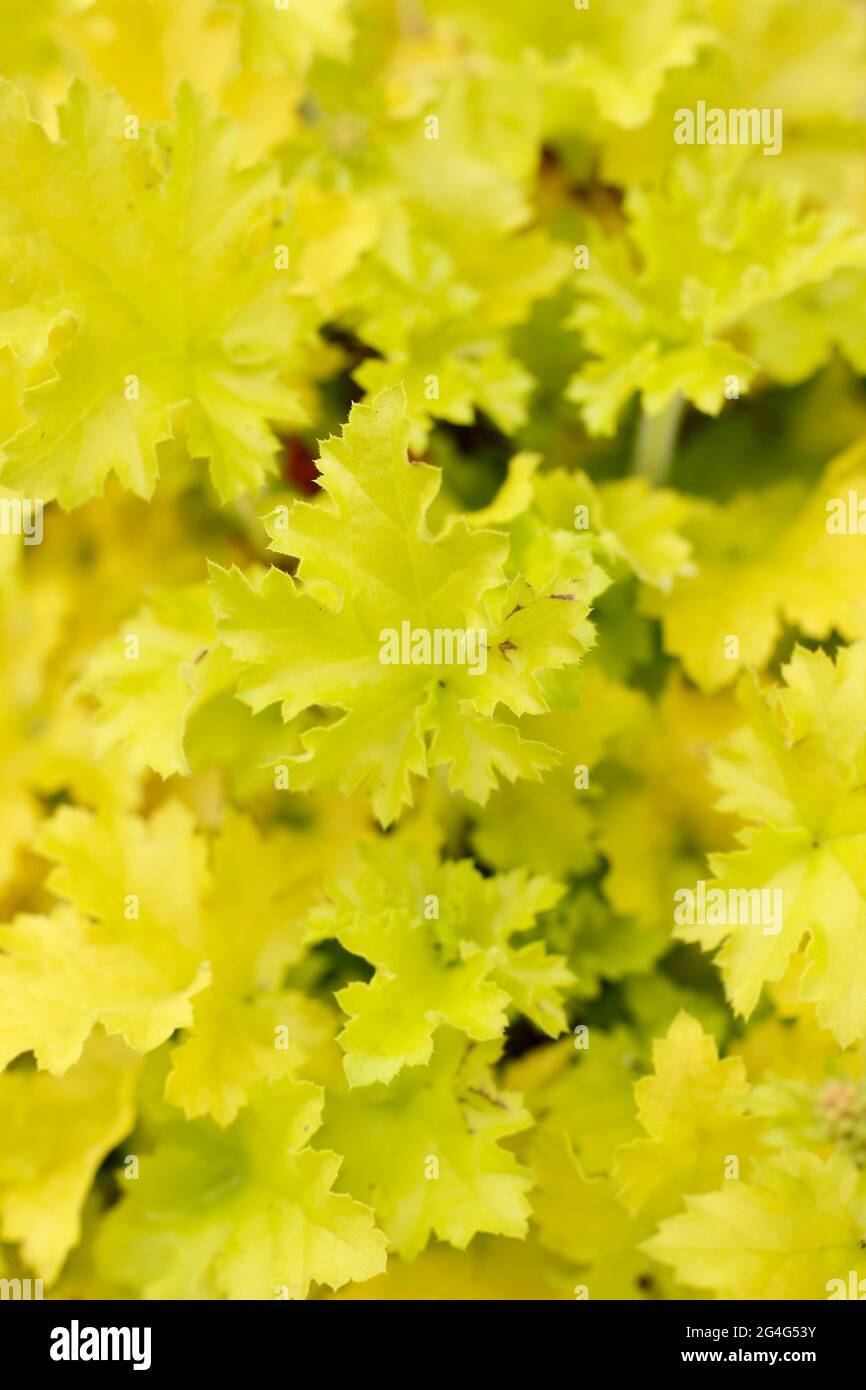 Heuchera 'Lime Marmalade' displaying characteristic acid yellow leaves. UK Stock Photo