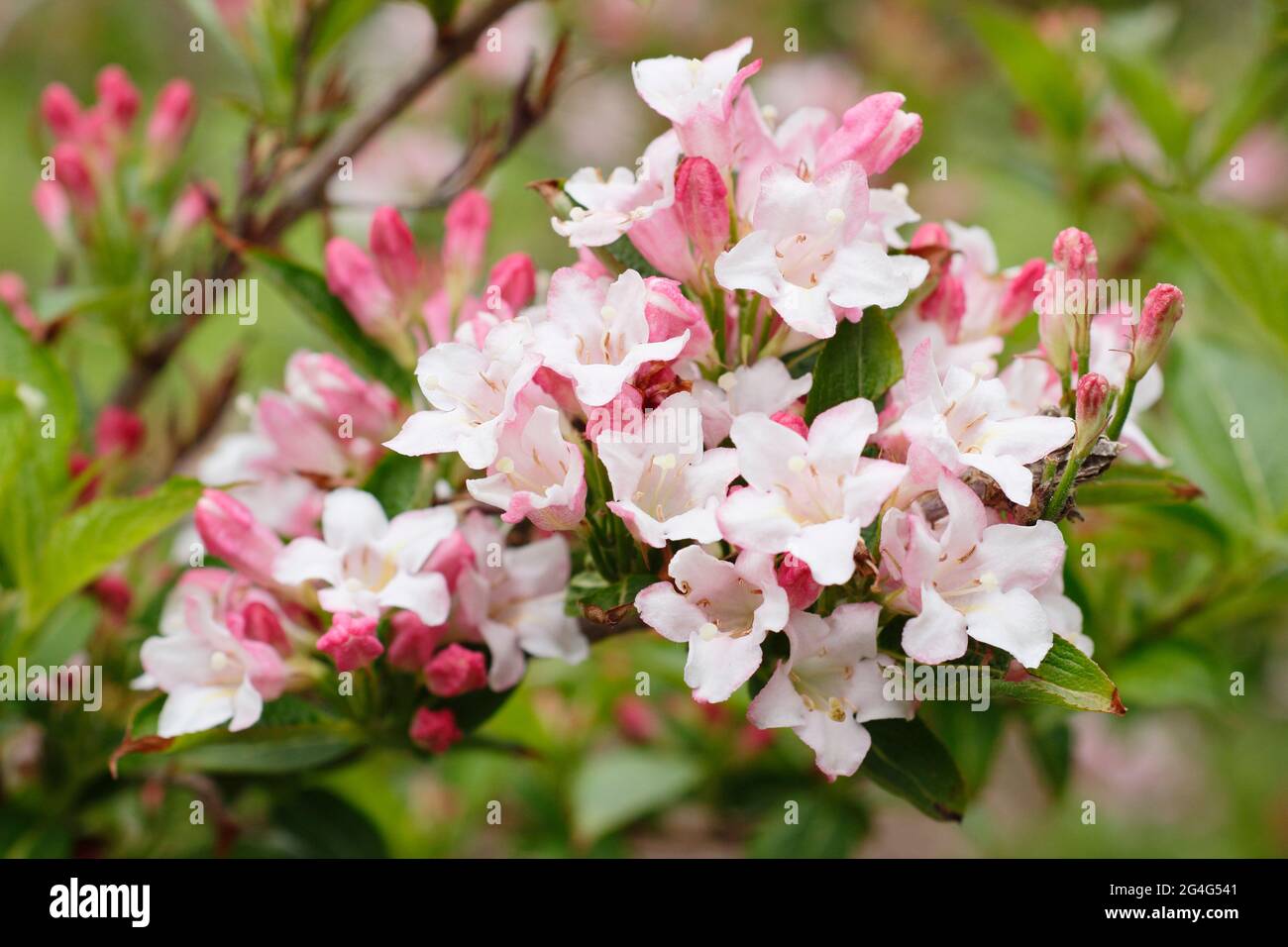 Weigela praecox flowering shrub displaying distinctive clusters of funnel shaped blooms. Stock Photo
