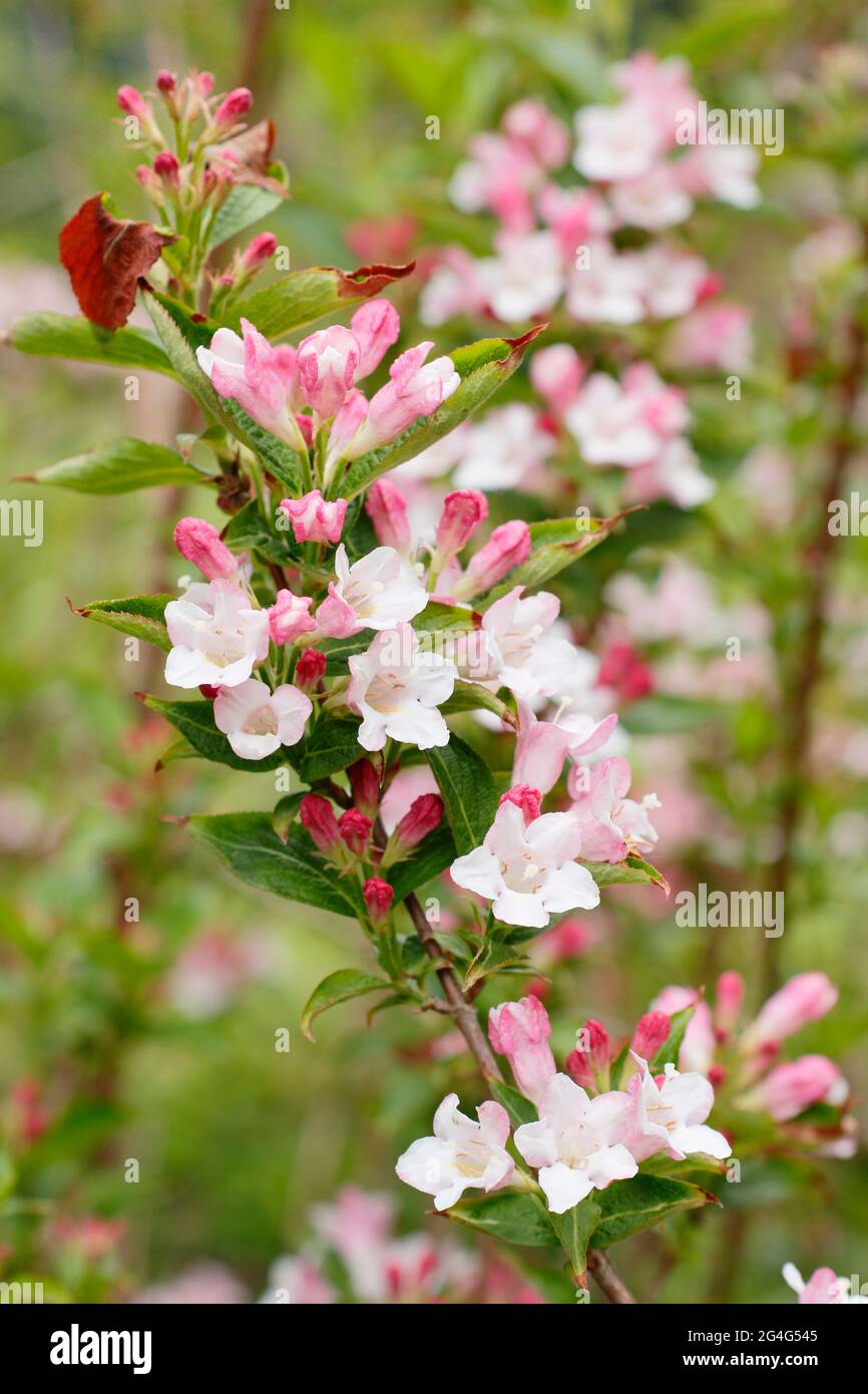 Weigela praecox flowering shrub displaying distinctive clusters of funnel shaped blooms. Stock Photo