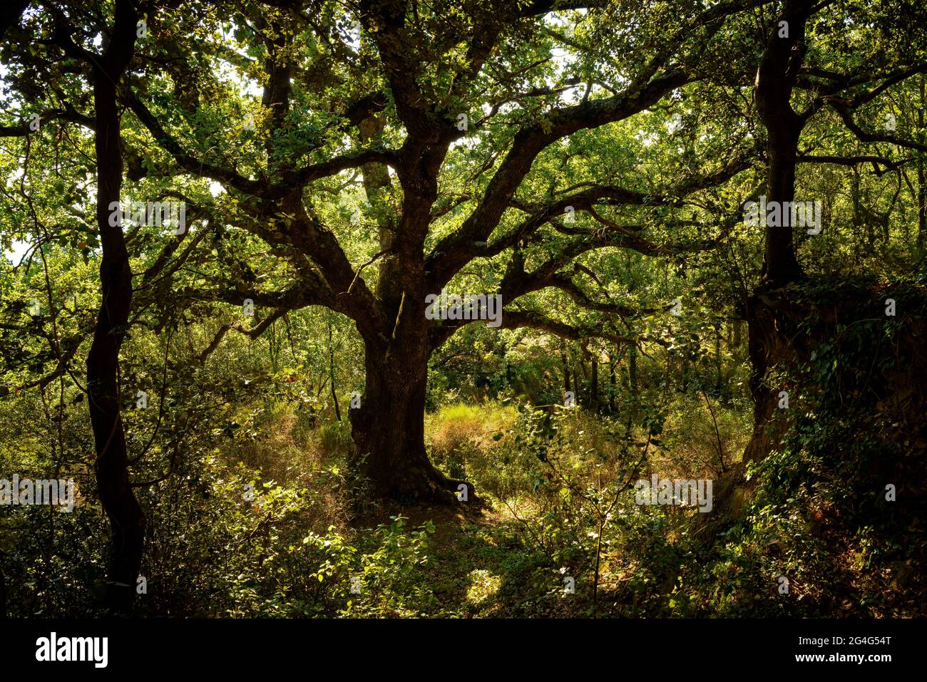 Can Quera oak, a large tree in La Vajol (Alt Empordà, Girona, Catalonia, Spain) ESP: Roble de Can Quera, un árbol de grandes dimensiones en la Vajol Stock Photo