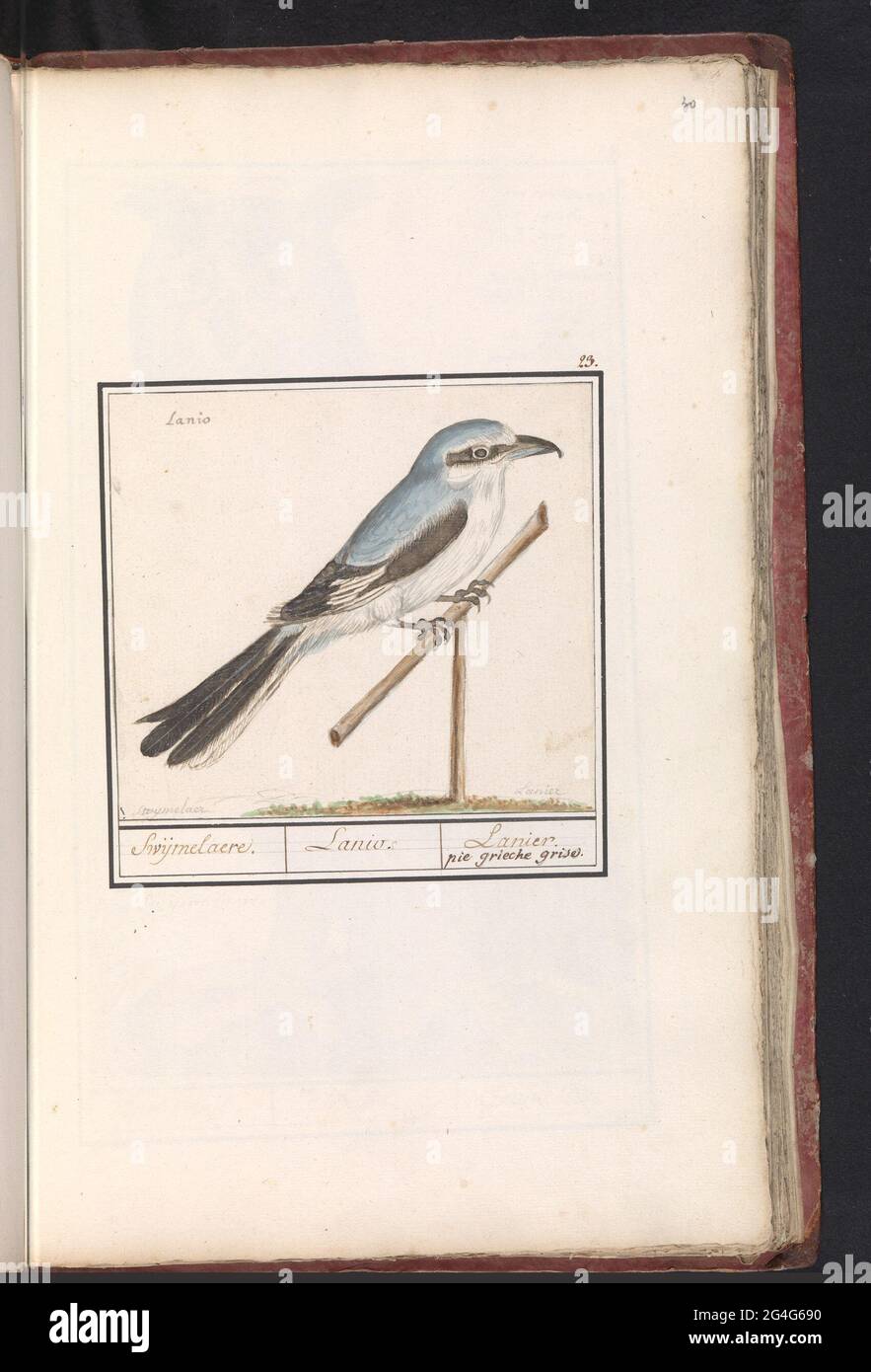 Klapekster (Lanius Excubitor); Selfelere. / Lanio. / Lanier. Pie Grieche Grise. Klapekster. Numbered at the top right: 23. With the name in Latin. Part of the first album with drawings of birds. Third of twelve albums with drawings of animals, birds and plants known around 1600, commissioned by Emperor Rudolf II. With explanation in Dutch, Latin and French. Stock Photo