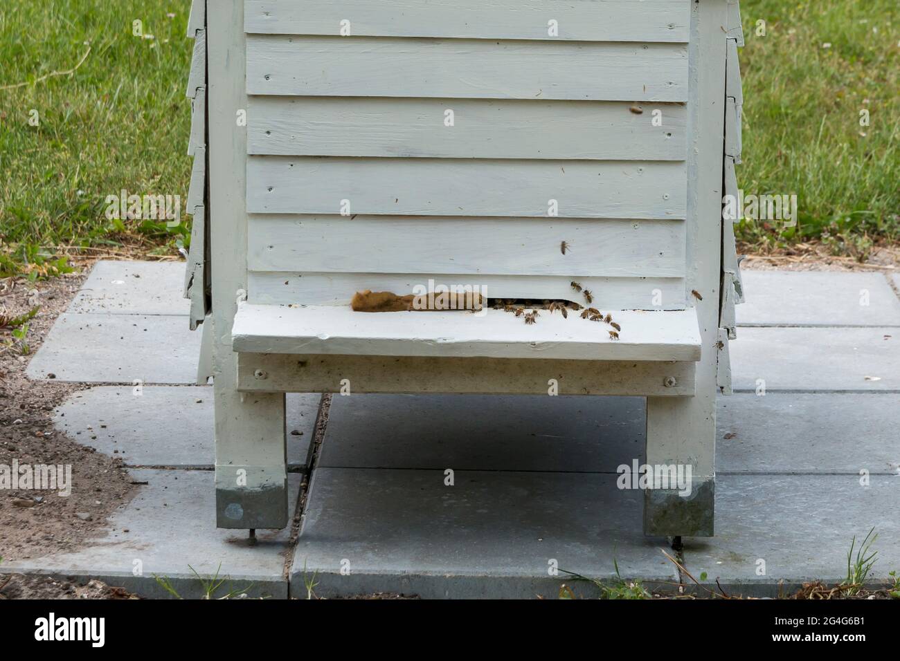 Auning, Langstroth hive filled with bees which is used for honey production Stock Photo