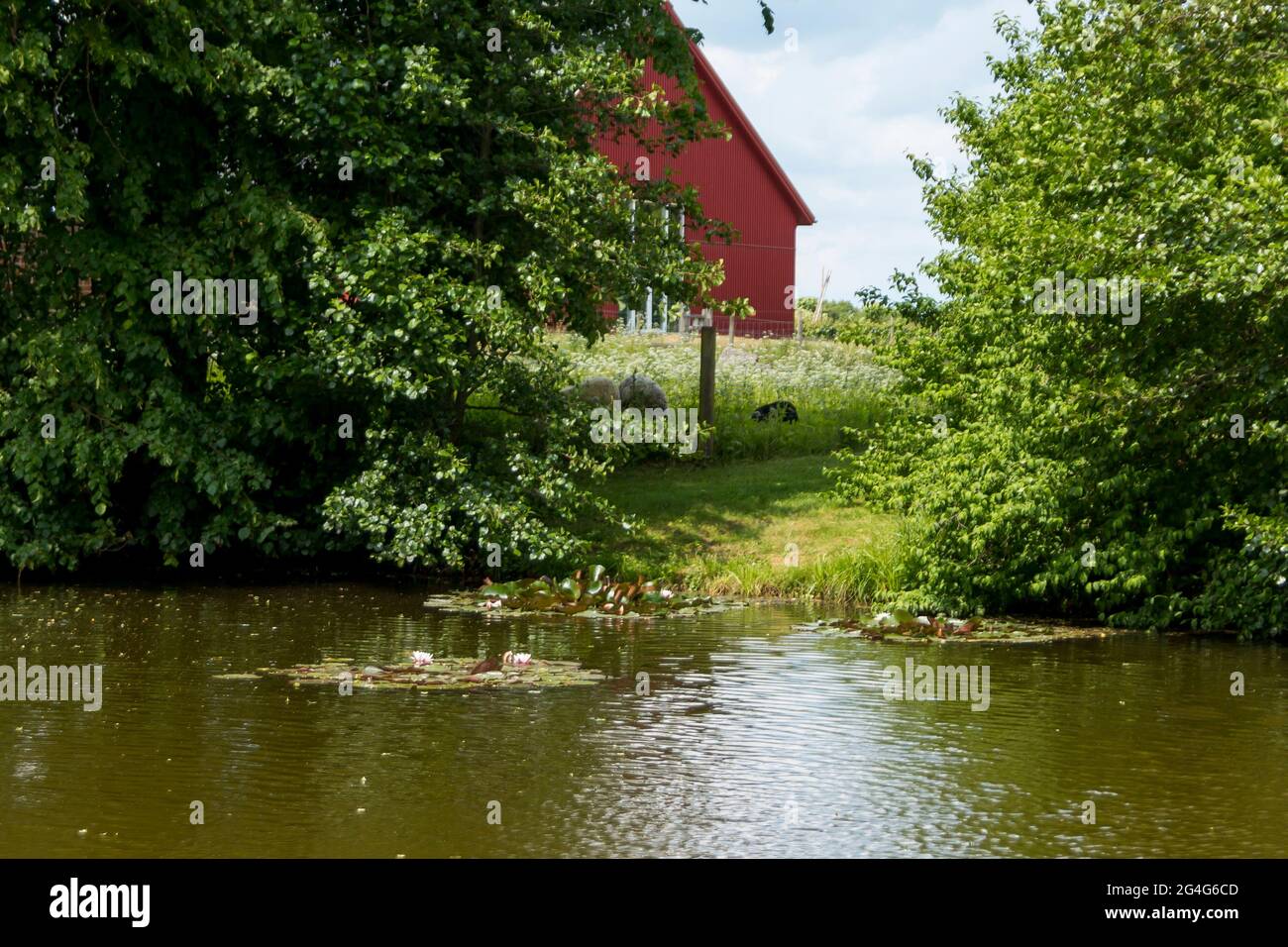 Auning, In the foreground a small lake, in the background are sheep and some barn buildings Stock Photo