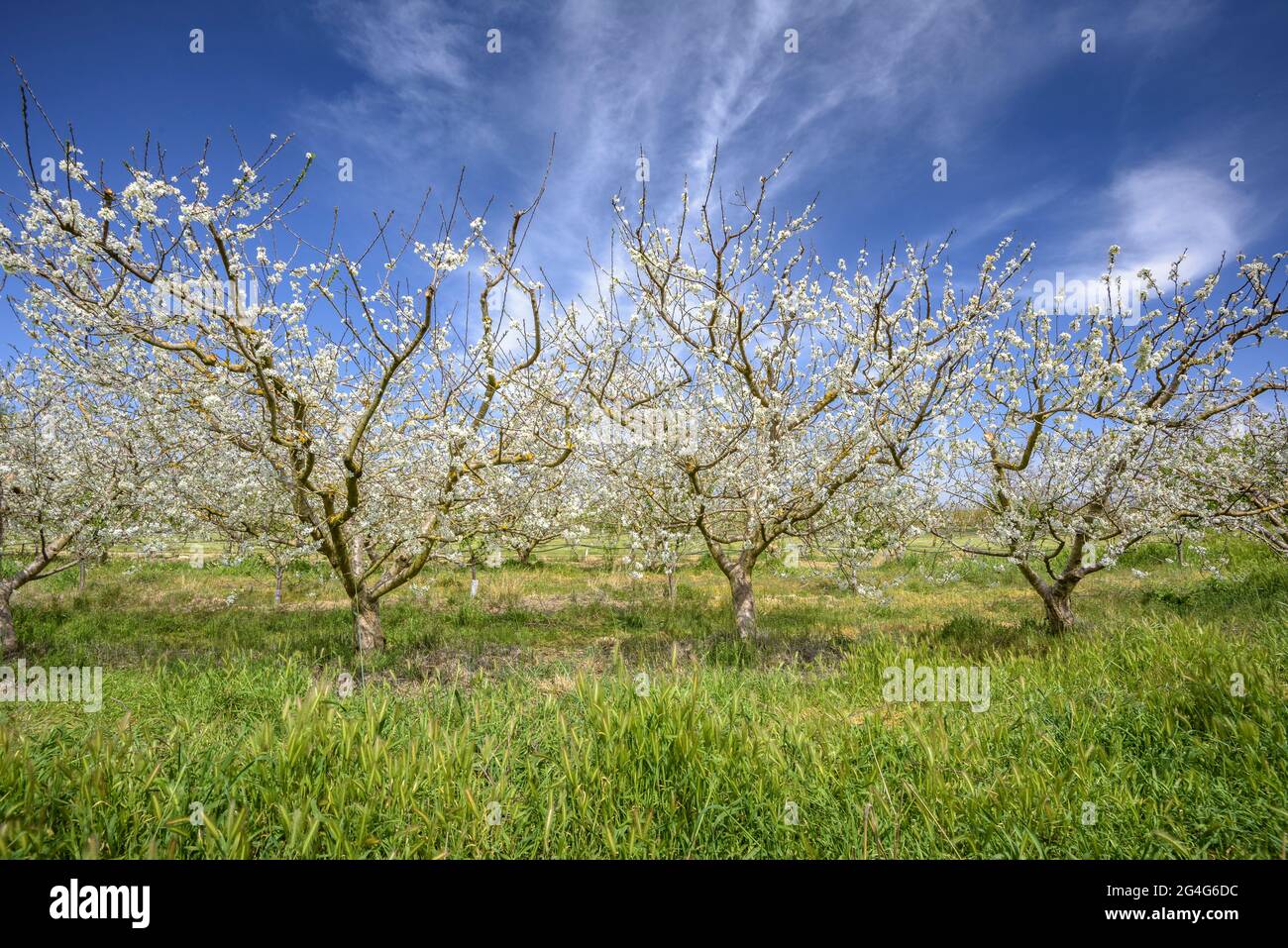 Cherry blossom fields in spring near Miravet village(Tarragona, Catalonia, Spain) ESP: Campos de cerezos florecidos en primavera cerca de Miravet Stock Photo