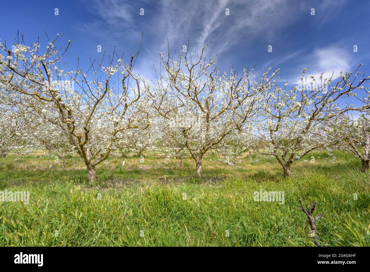 Cherry blossom fields in spring near Miravet village(Tarragona, Catalonia, Spain) ESP: Campos de cerezos florecidos en primavera cerca de Miravet Stock Photo