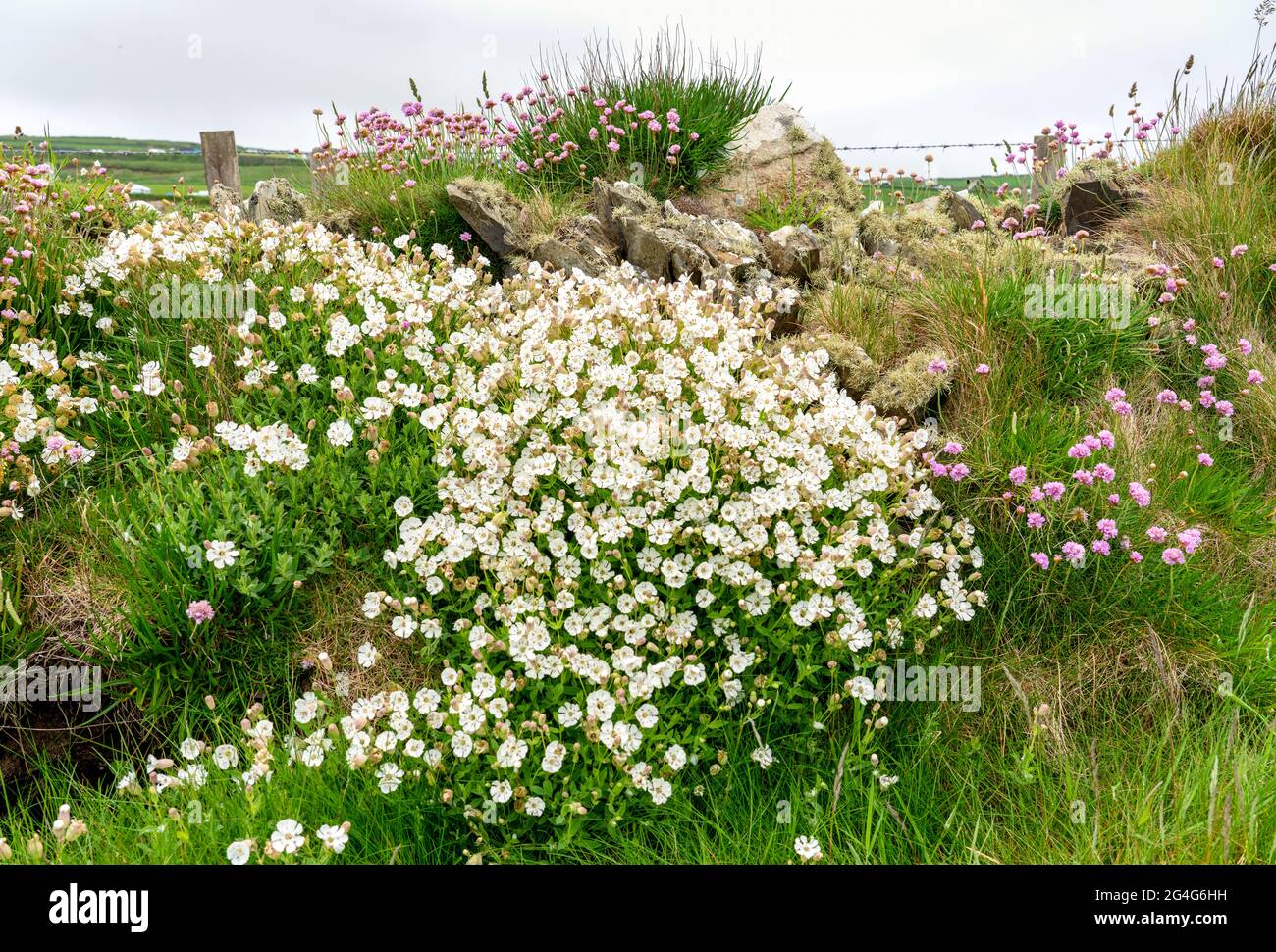 Flowery hedge banks of Sea Campion Silene maritima and Thrift Armeria maritima by the Pembrokeshire coast path in Wales UK Stock Photo