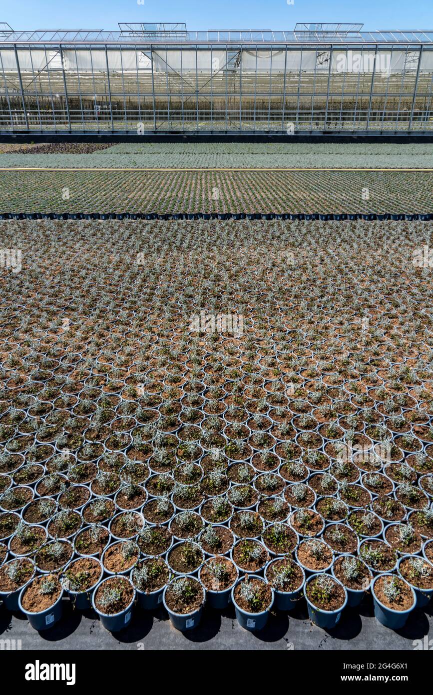 Horticultural business, greenhouse, and open field, various types of potted plants grow here to be sold in the flower trade, supermarkets, DIY stores, Stock Photo
