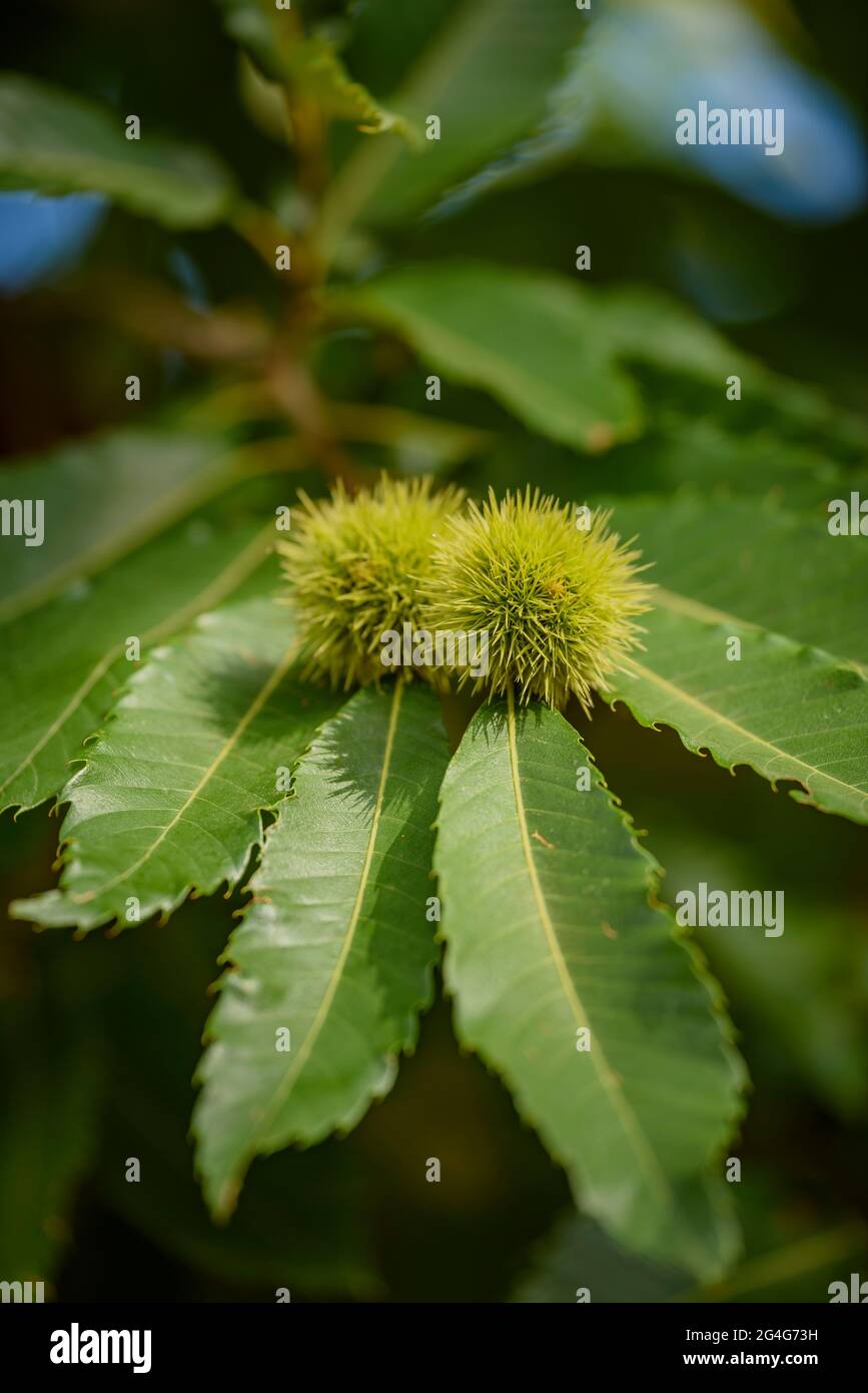 Hoja del castaño hi-res stock photography and images - Alamy