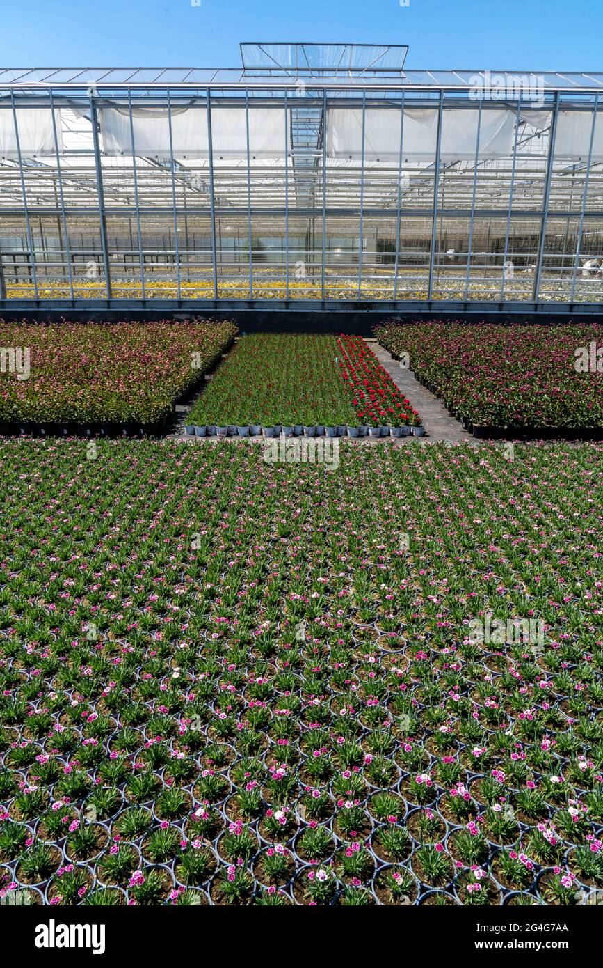 Horticultural business, greenhouse, and open field, various types of