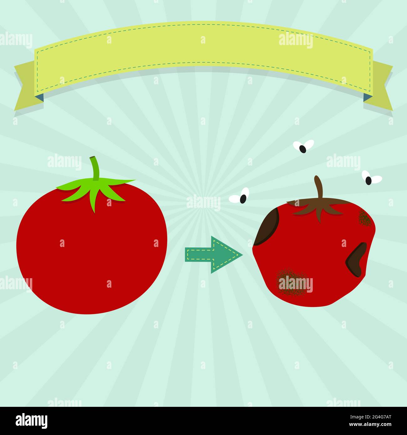 Rotten tomato with flies and new tomato. Blank ribbon for insert text. Stock Vector