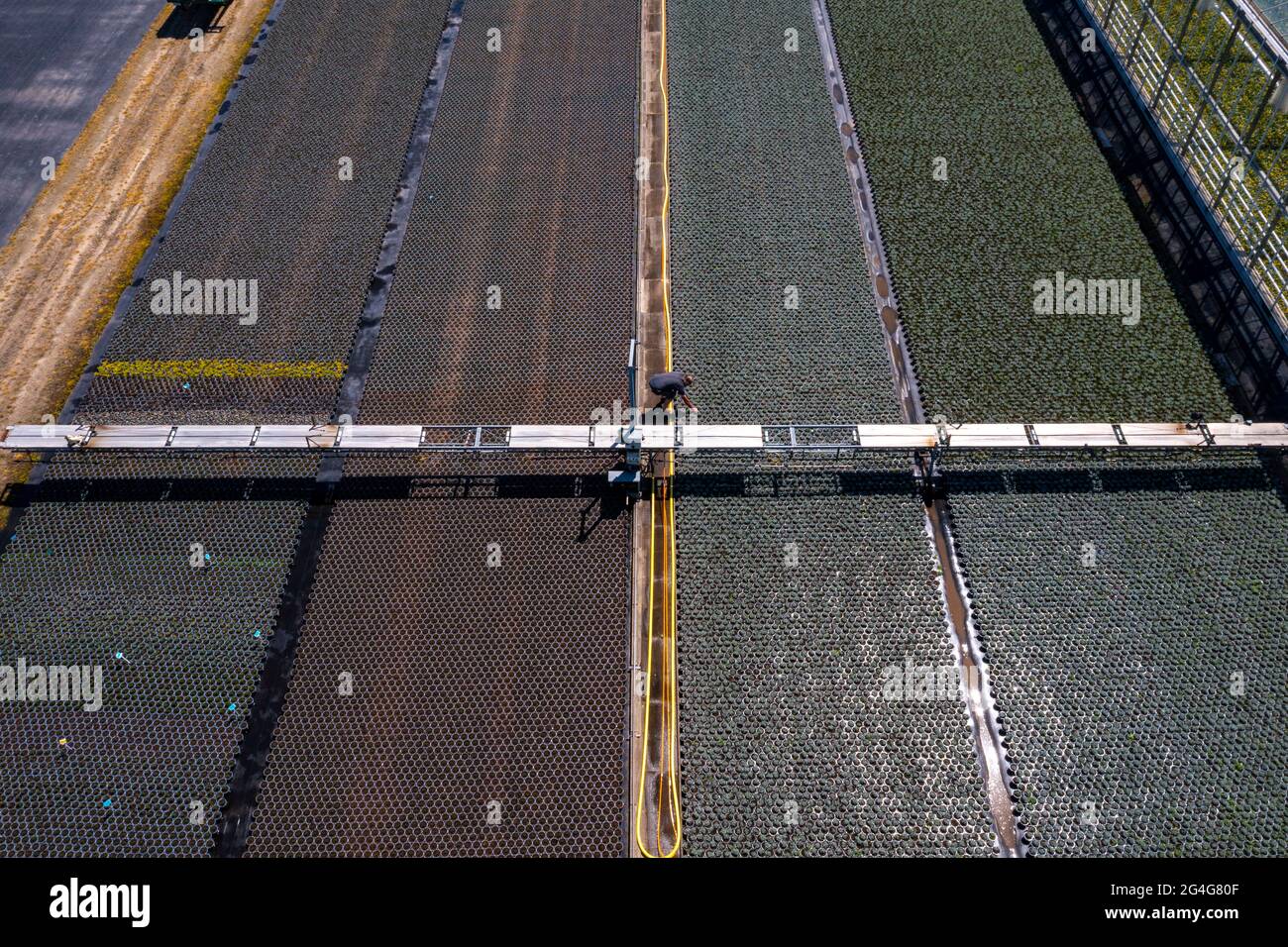 Horticultural business, irrigation in with a sprinkler system