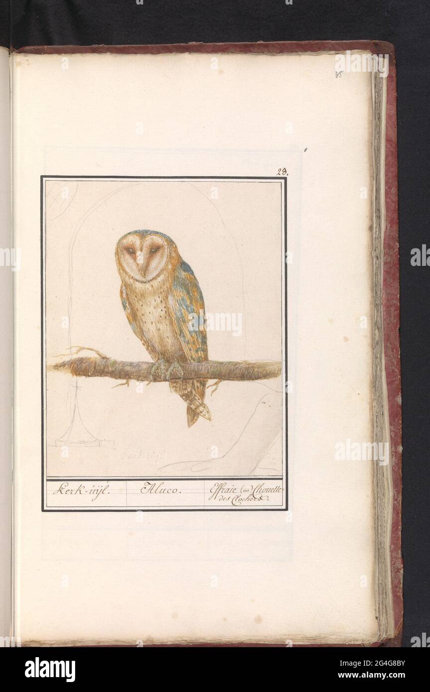 Church owl (Tyto Alba); Church Uijl. / Aluco. / Effraie (ou) Chouette des Clochers. Barn Owl. Numbered at the top right: 28. Part of the first album with drawings of birds. Third of twelve albums with drawings of animals, birds and plants known around 1600, commissioned by Emperor Rudolf II. With explanation in Dutch, Latin and French. Stock Photo