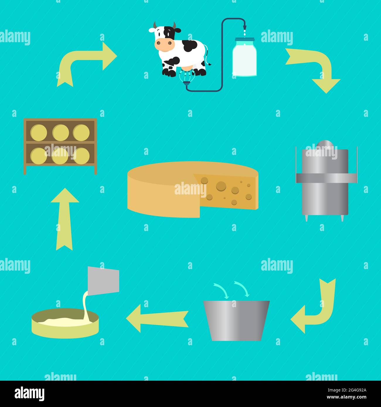 Scheme showing the process of making cheese. From milking the cow to the process of pasteurization and maturing cheese. Stock Vector