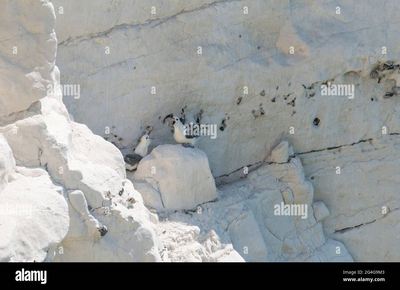 Nesting Fulmars (Fulmarus glacialis) Stock Photo