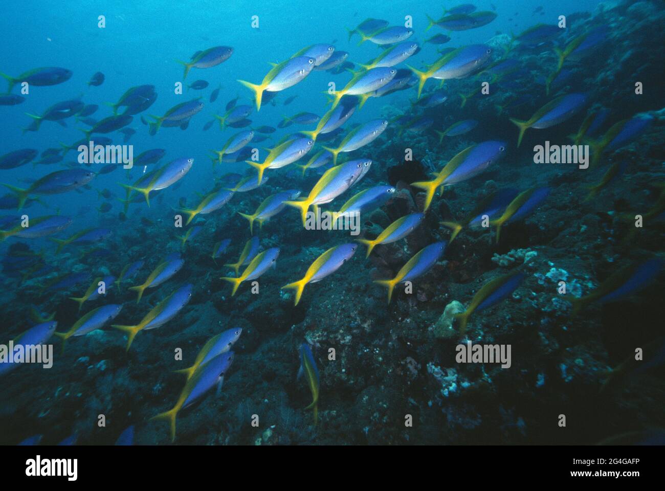 Indonesia. Bali. Marine life. Shoal of Yellowtail Fusilier fishes. (Caesio teres). Stock Photo