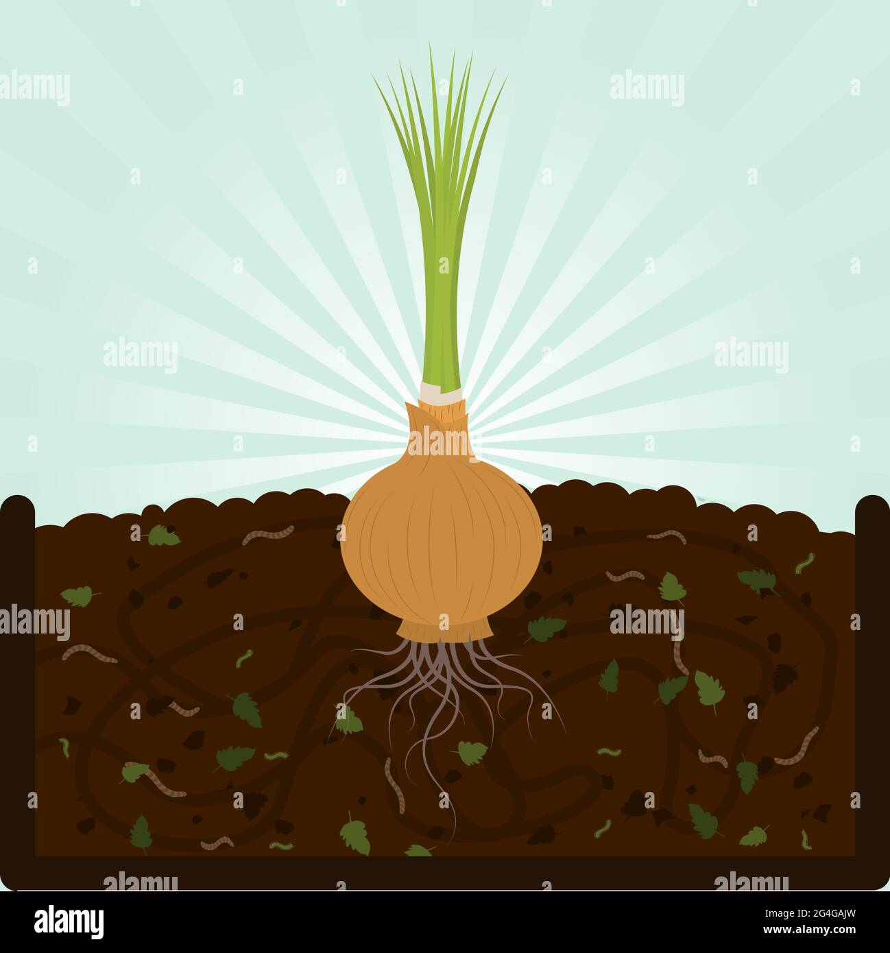 Planting onion. Composting process with organic matter, microorganisms and earthworms. Fallen leaves on the ground. Stock Vector