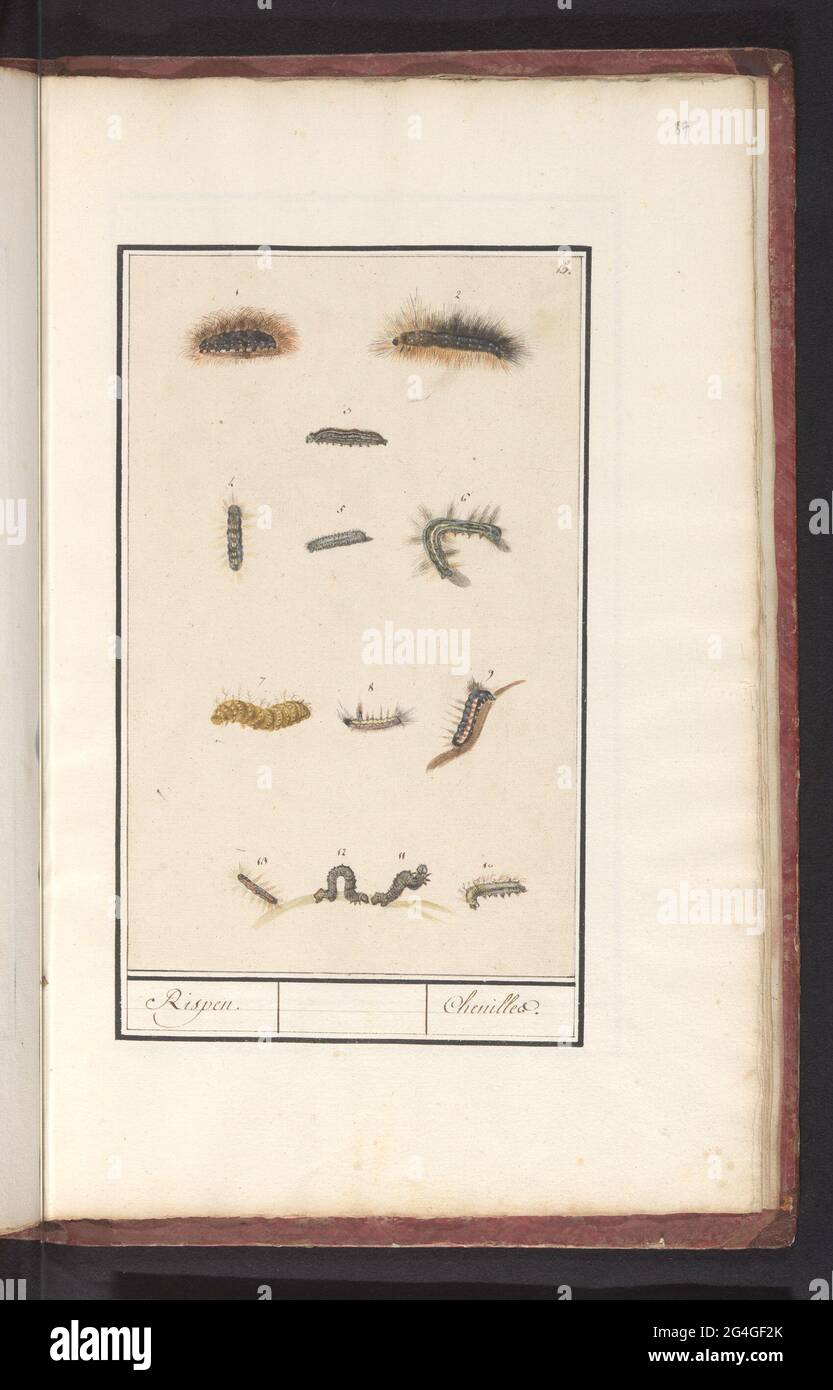 Caterpillars; Rispen / Chenilles. Leaf with thirteen hairy caterpillars, numbered 1-13. Numbered at the top right: 15. Part of the sixth album with drawings of fish, shells and insects. Sixth of twelve albums with drawings of animals, birds and plants known around 1600, commissioned by Emperor Rudolf II. With explanation in Dutch, Latin and French. Stock Photo