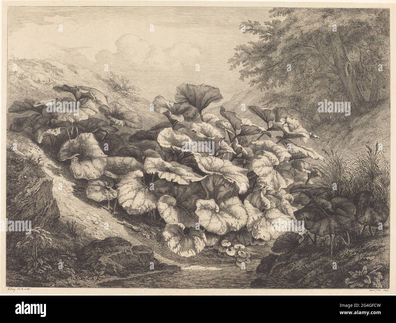 Large Coltsfoot, 1843. Stock Photo