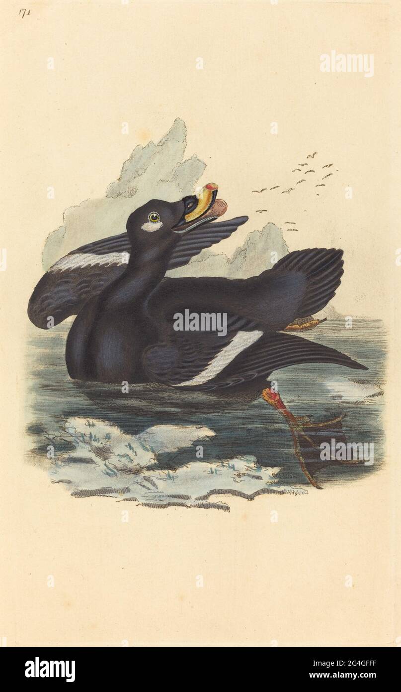 Velvet ducks hires stock photography and images Alamy