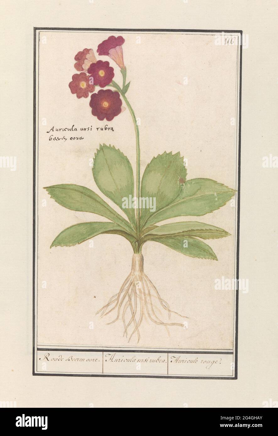 Primrose (primula); Roode Beeren Eare. / Auricula Ursi Rubra. / Auricule Rouge. Jullyflower. At the top right numbered: 116. With the Latin names. Part of the second album with drawings of flowers and plants. Ninth of twelve albums with drawings of animals, birds and plants known around 1600, made by Emperor Rudolf II. With explanation in Dutch, Latin and French. Stock Photo