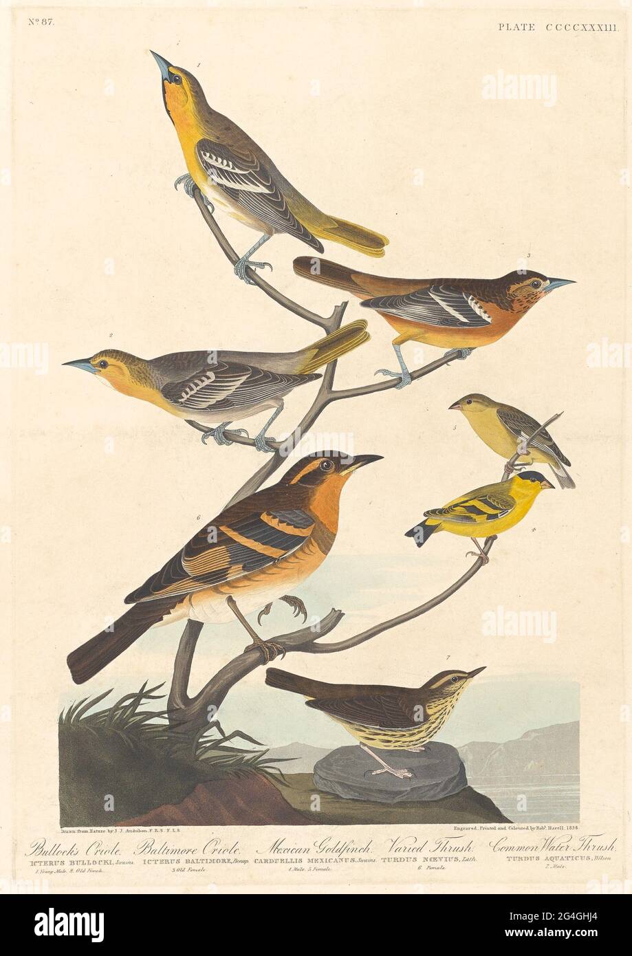 Bullock's Oriole, Baltimore Oriole, Mexican Goldfinch and Varied Thrush, 1838. Stock Photo