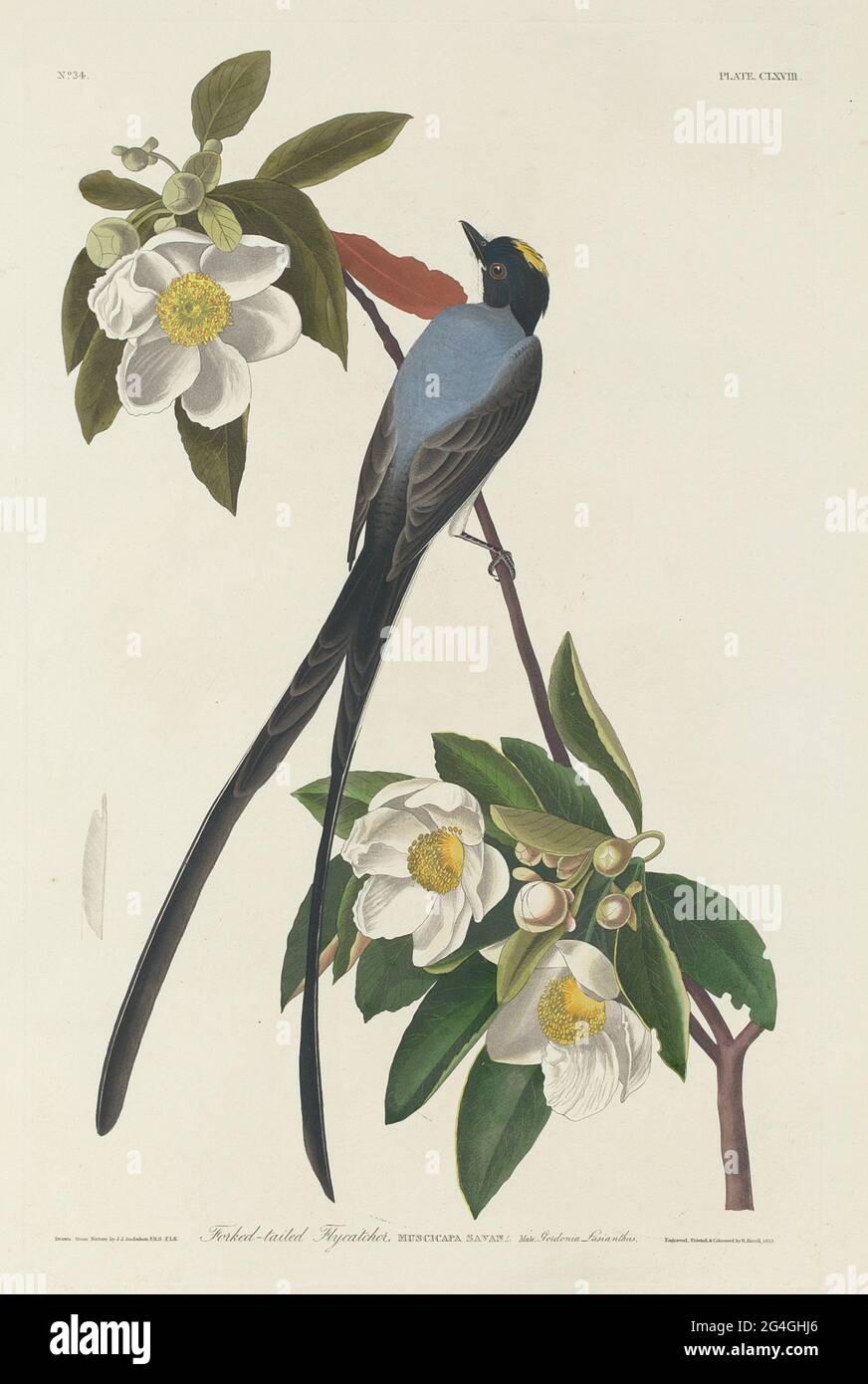 Forked-tail Flycatcher, 1833. Stock Photo