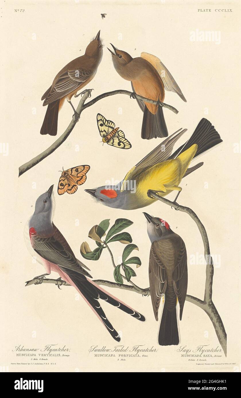 Arkansaw Flycatcher, Swallow-tailed Flycatcher and Says Flycatcher, 1837. Stock Photo