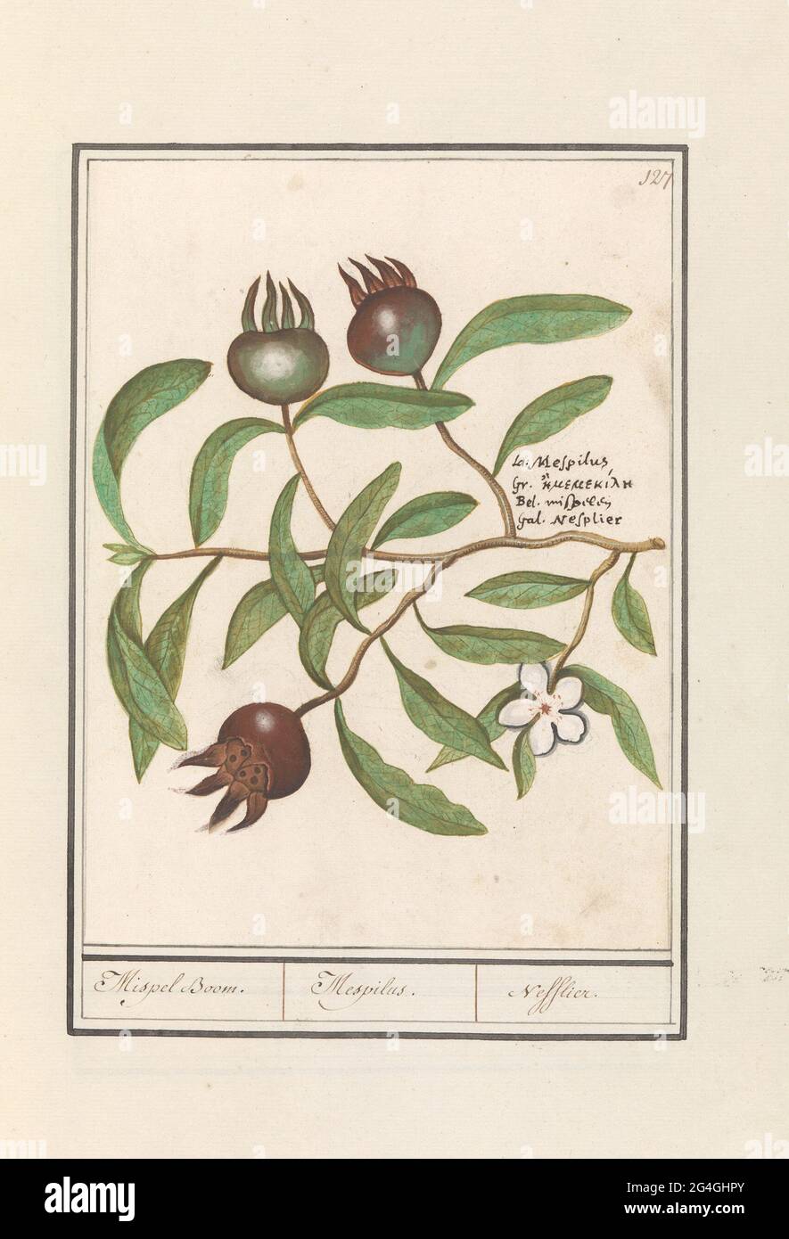 Mispel (Mespilus germanica); Mispel Boom. / Mespilus. / Nefflier. Mispel, branch with leaves, flower and fruits. At the top right numbered: 127. On the right the name in four languages. Part of the second album with drawings of flowers and plants. Ninth of twelve albums with drawings of animals, birds and plants known around 1600, made by Emperor Rudolf II. With explanation in Dutch, Latin and French. Stock Photo