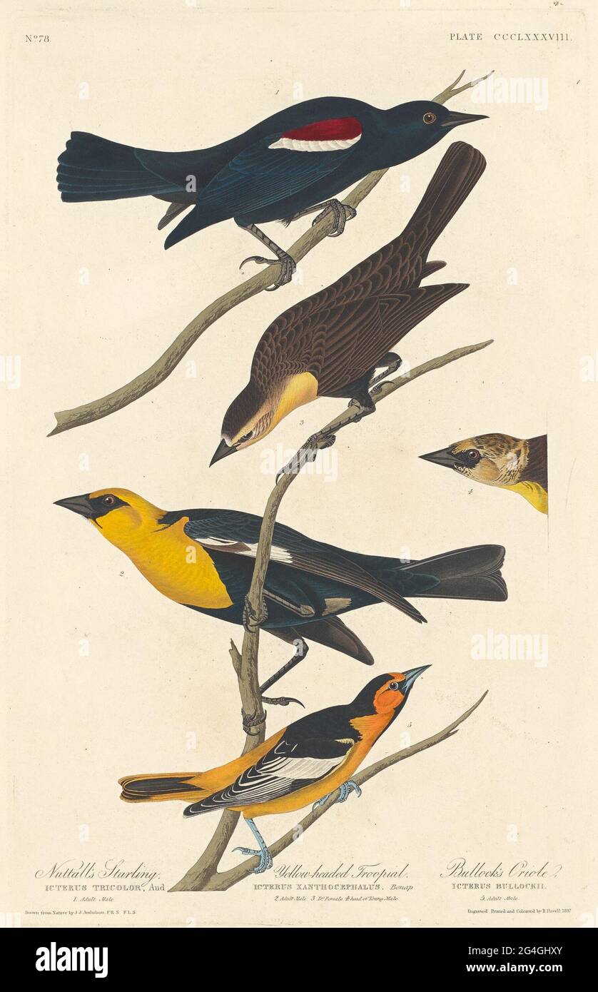 Nuttall's Starling, Yellow-headed Troopial and Bullock's Oriole, 1837. Stock Photo