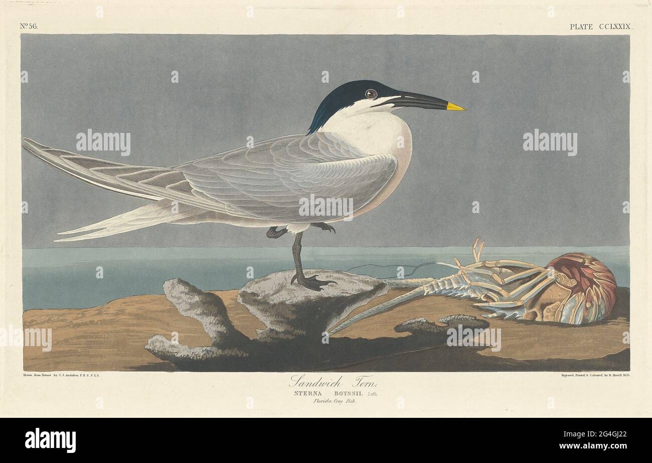 Sandwich Tern, 1835. Stock Photo