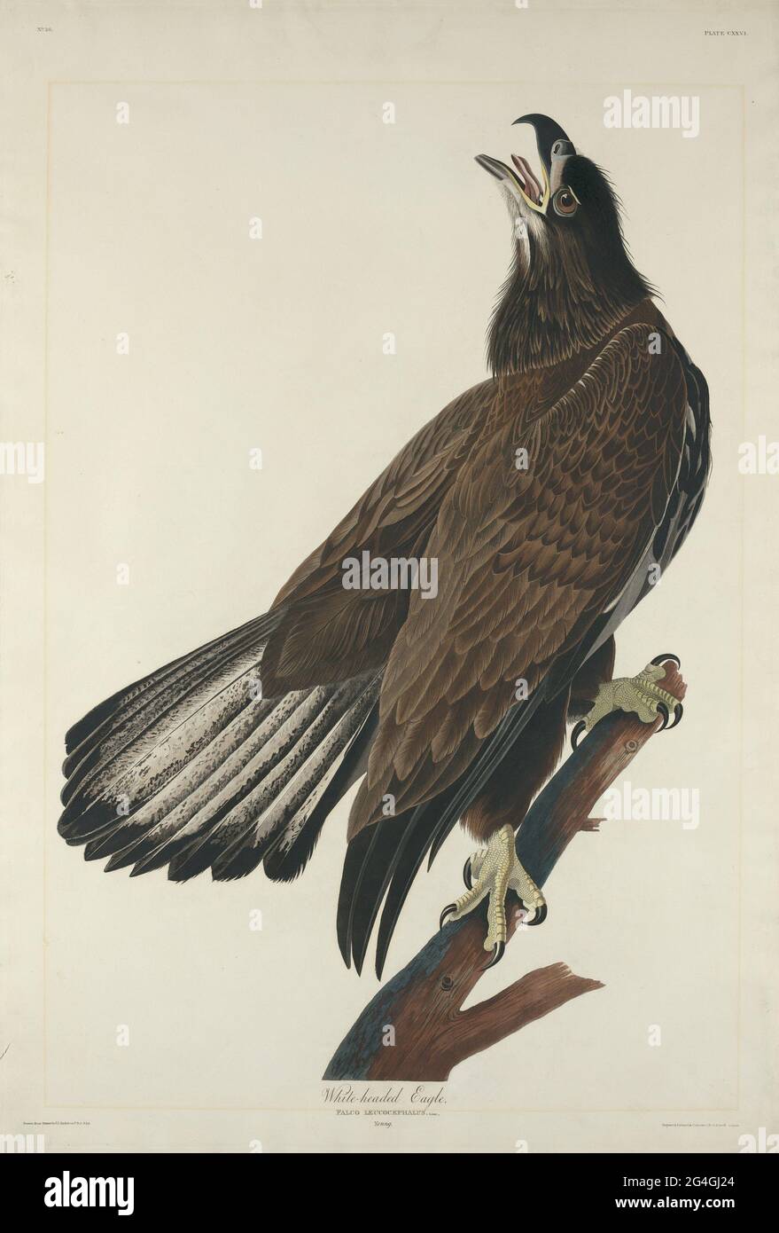 White Headed Eagle High Resolution Stock Photography and Images - Alamy