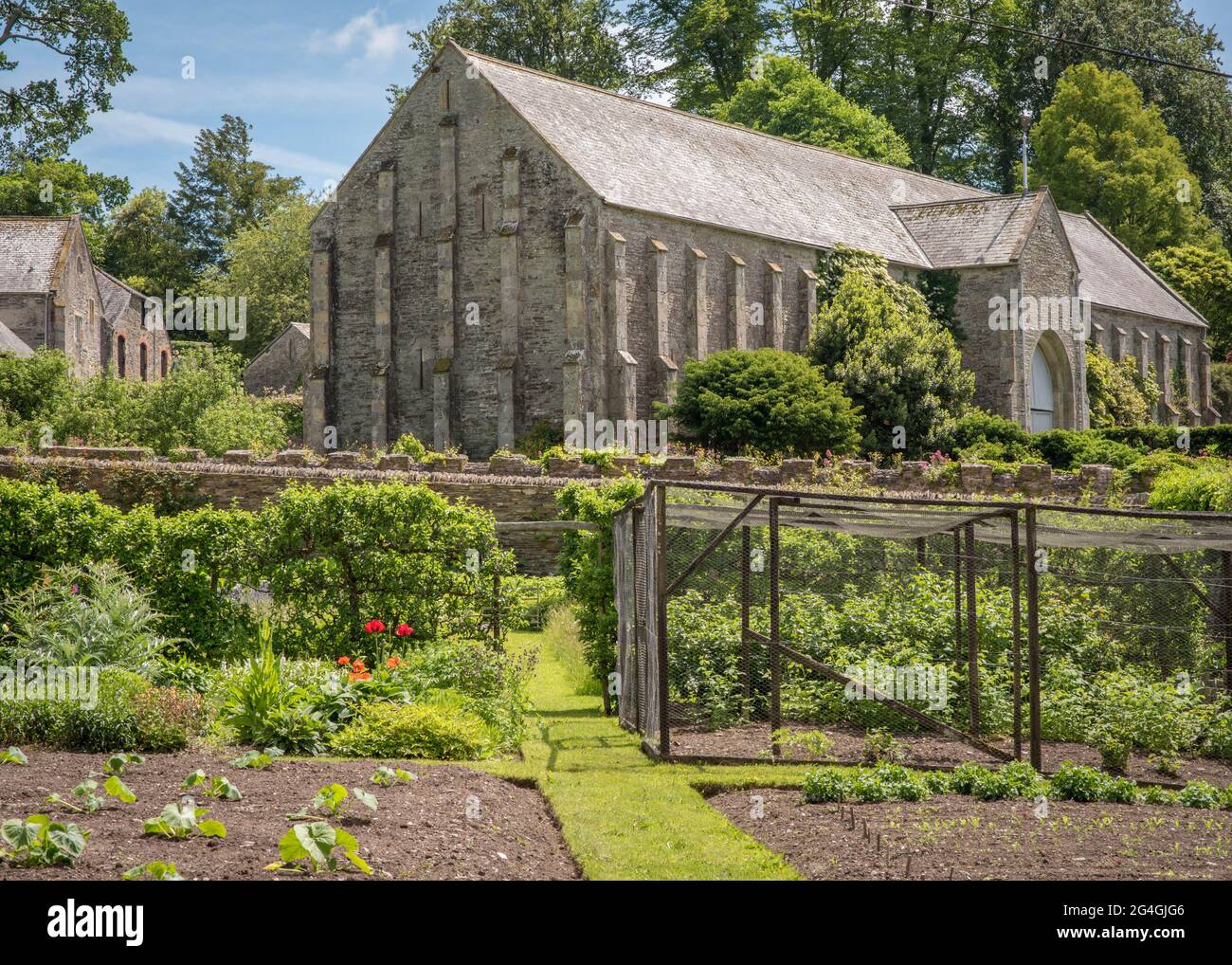 View of the Great Barn at Buckland Abbey in Devon, South West England. Looking at the tithe barn from the gardens within the grounds during June 2021 Stock Photo