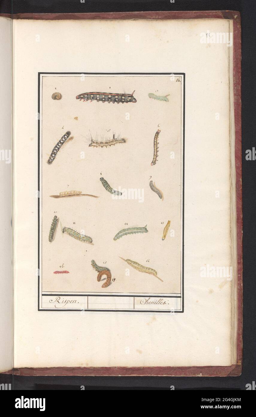 Caterpillars; Rispen / Chenilles. Sheet with seventeen different caterpillars, numbered 1-17. Numbered at the top right: 14. Part of the sixth album with drawings of fish, shells and insects. Sixth of twelve albums with drawings of animals, birds and plants known around 1600, commissioned by Emperor Rudolf II. With explanation in Dutch, Latin and French. Stock Photo