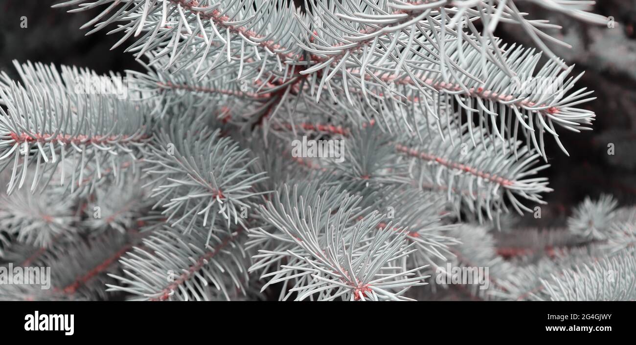 Elegant fir tree hi-res stock photography and images - Alamy