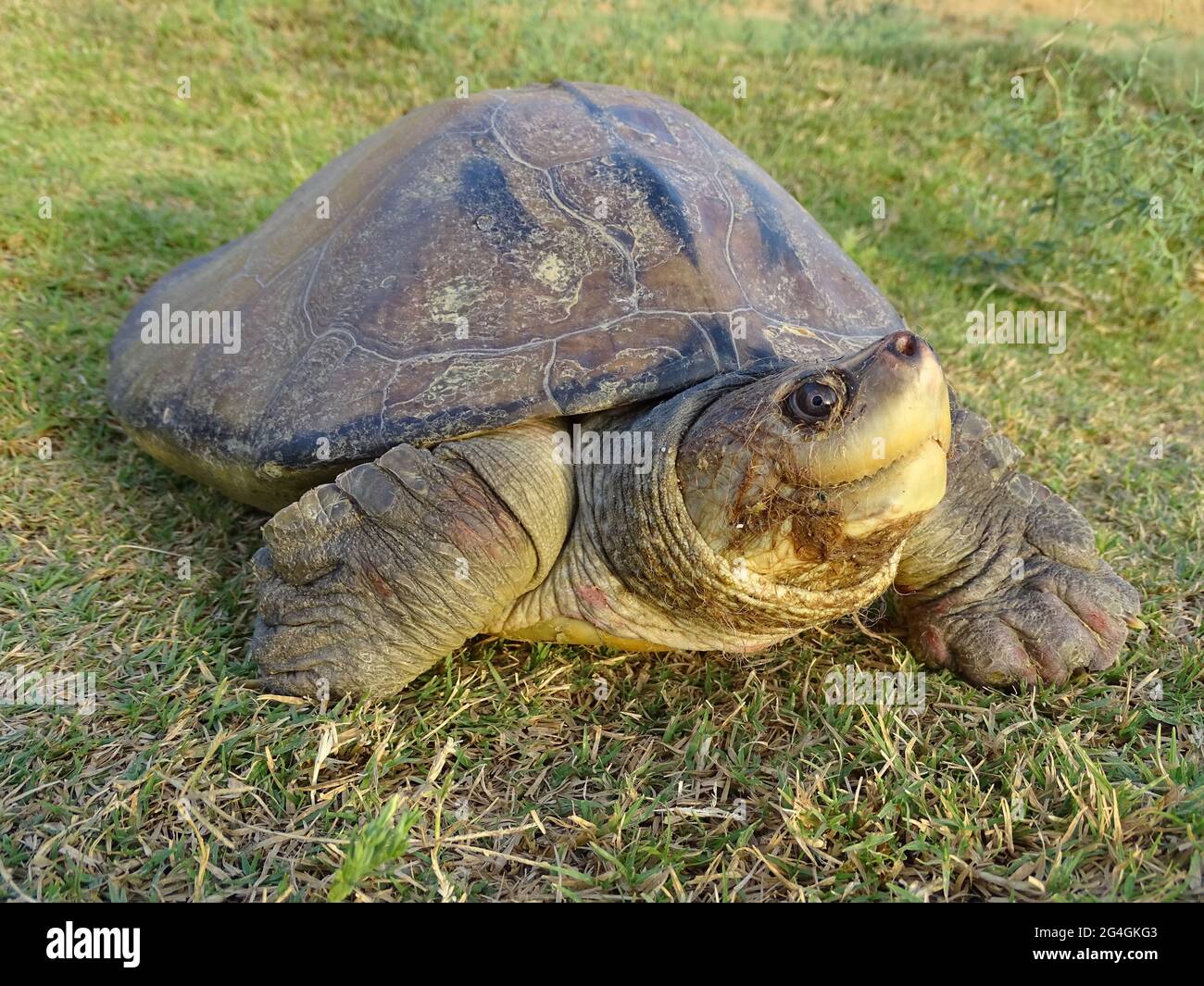 The three-striped roofed turtle, Batagur dhongoka GRAY, 1834 is a species of turtle in the family Geoemydidae. The species is endemic to South Asia. C Stock Photo