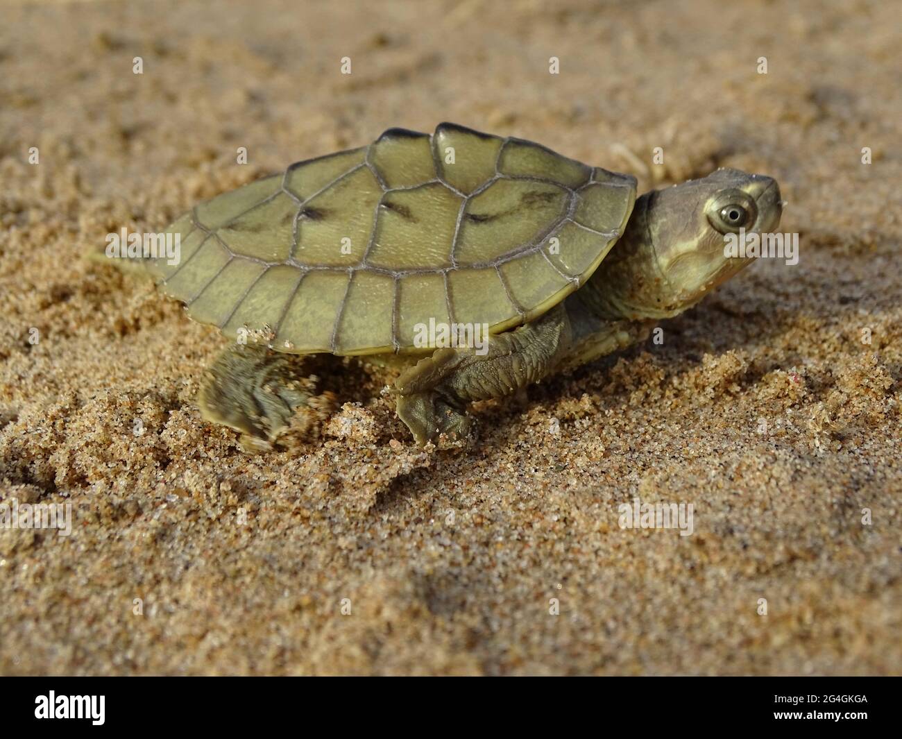 The three-striped roofed turtle hatchling, Batagur dhongoka GRAY, 1834 is a species of turtle in the family Geoemydidae. The species is endemic to Sou Stock Photo